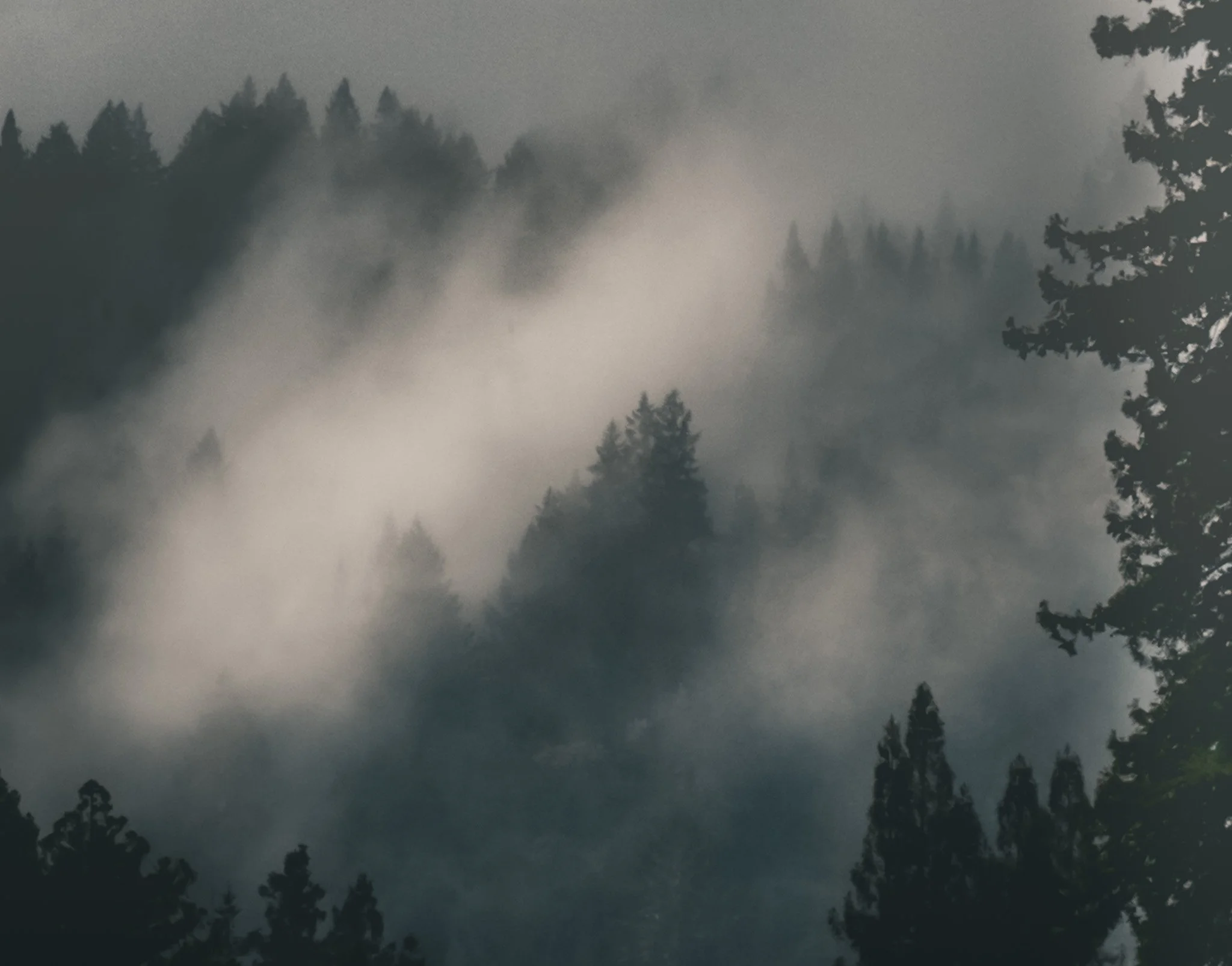 Redwoods Fog II