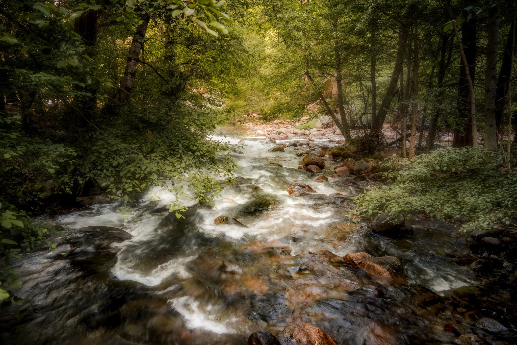 forest river-merced .jpg