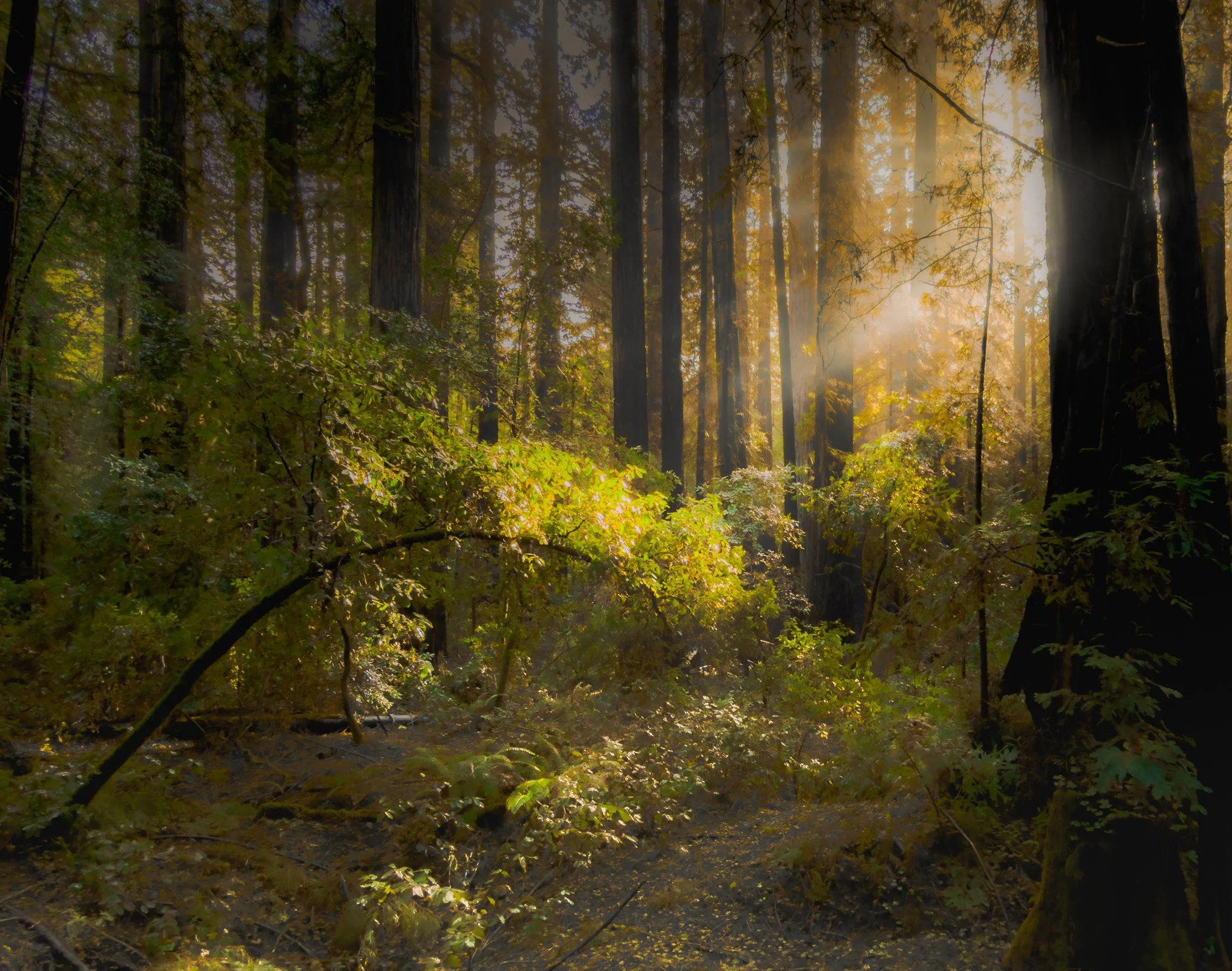 Redwoods III
