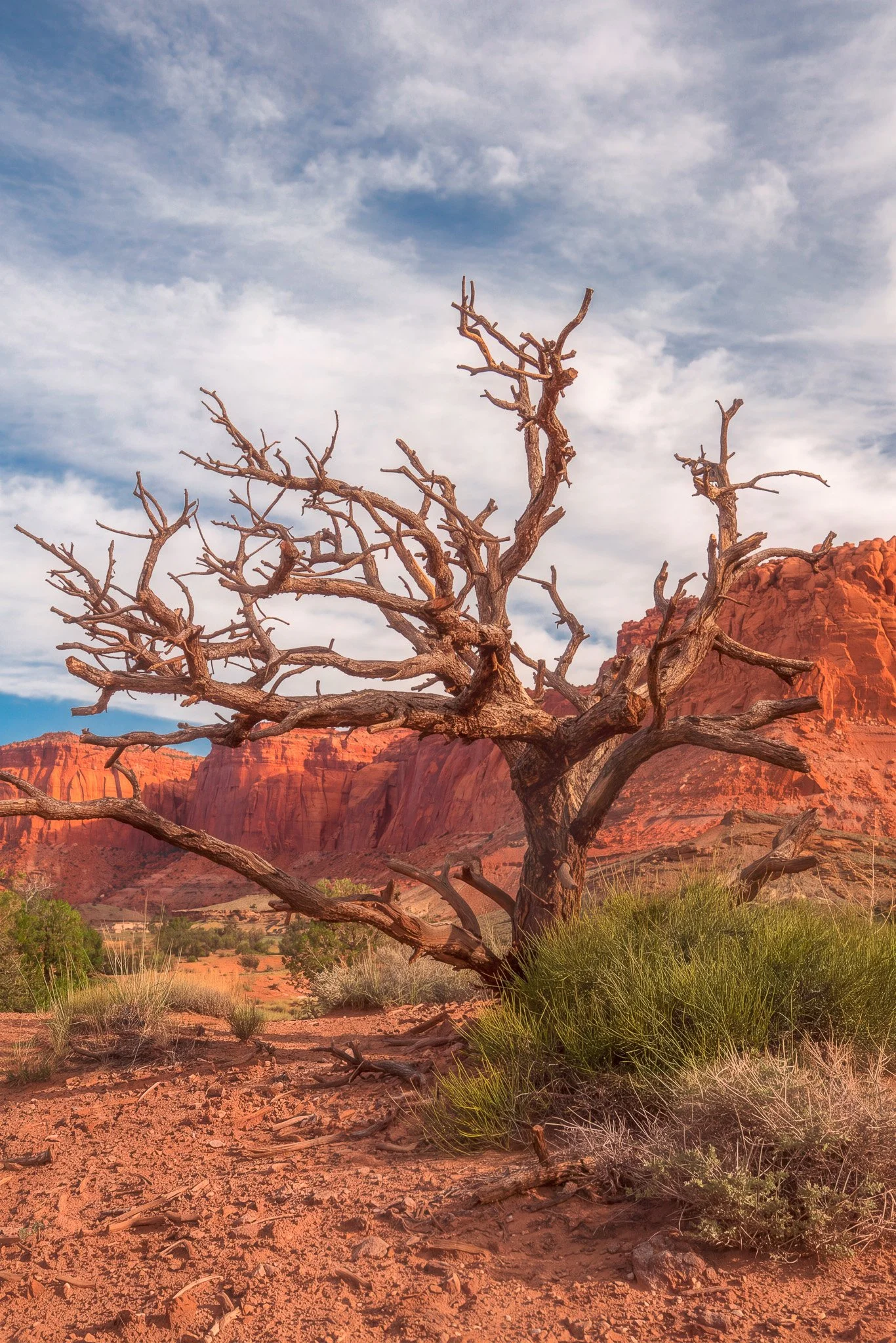 CANYONLANDS TREE-1.jpg