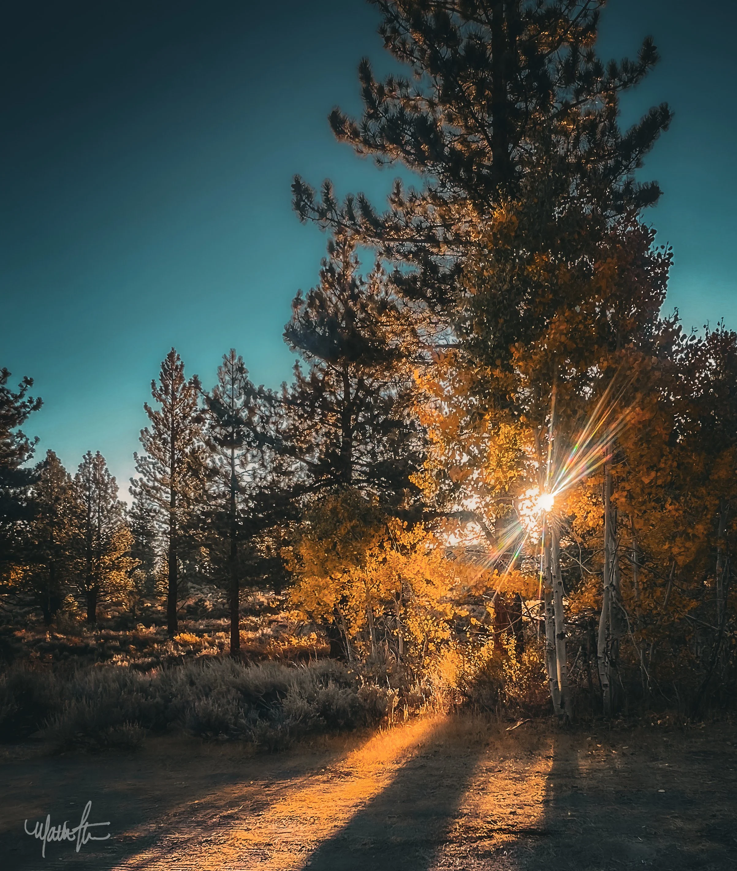 Sunset shining through trees in a forest with long shadows on the ground.