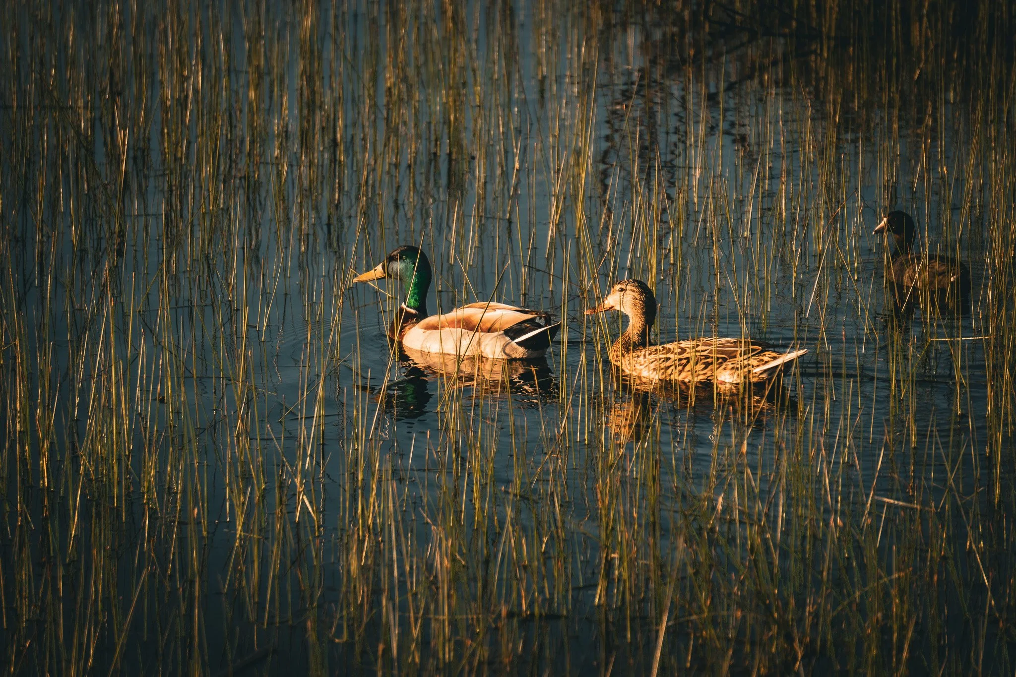 Ducks 