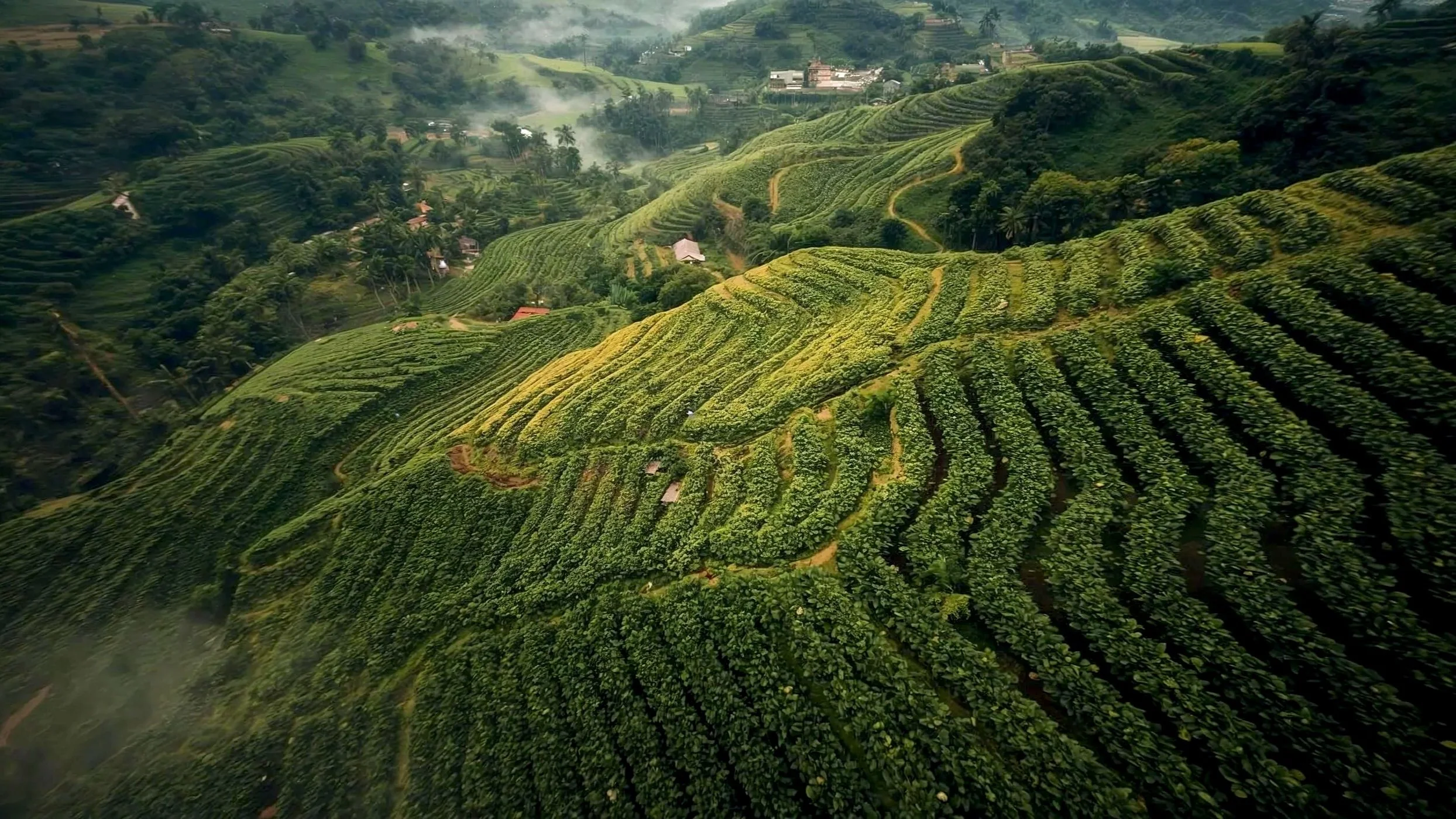 Aerial view of lush green terraced tea plantations on rolling hills with small houses scattered among the fields and mist over the distant landscape.