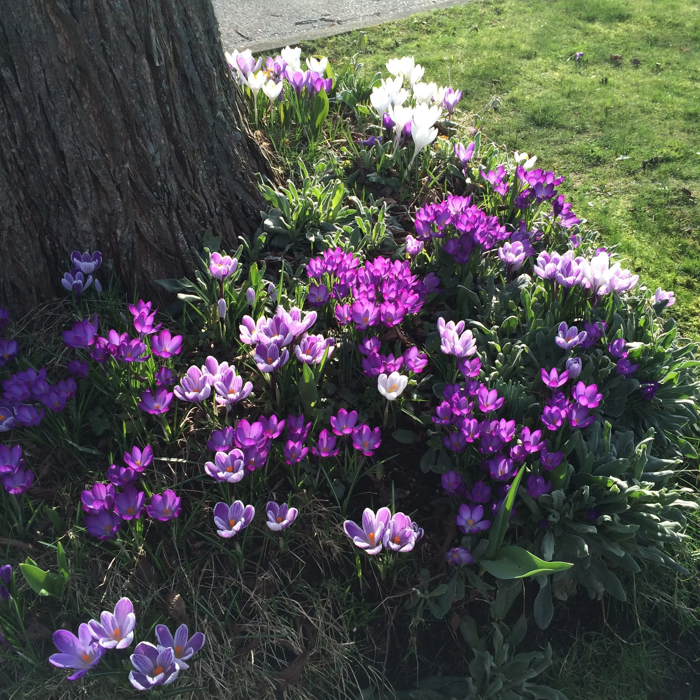 Rachel Rose Author Vancouver Flowers