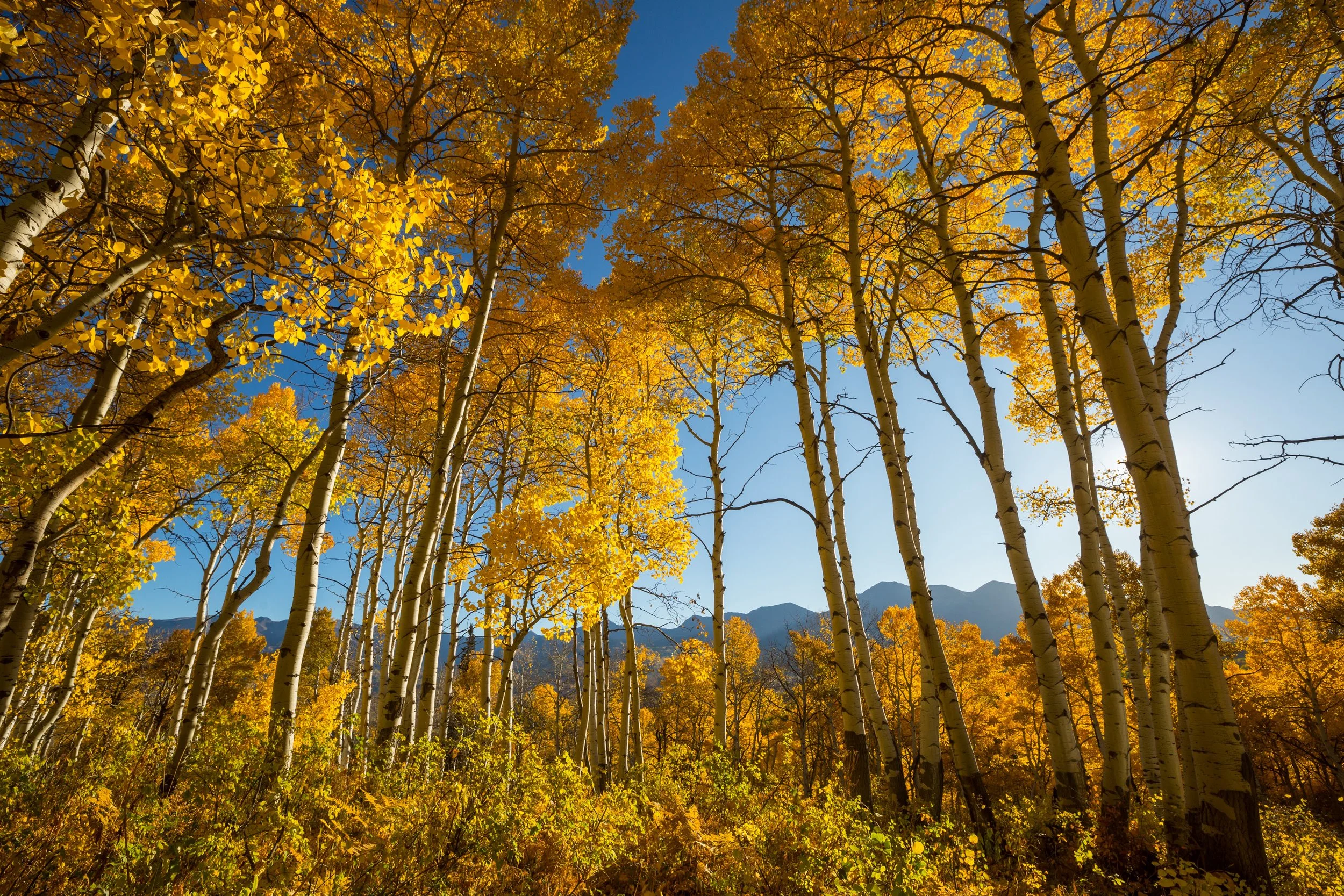 A stunning autumn landscape in Rocky Mountain National Park, Colorado, featuring brilliant golden aspen groves