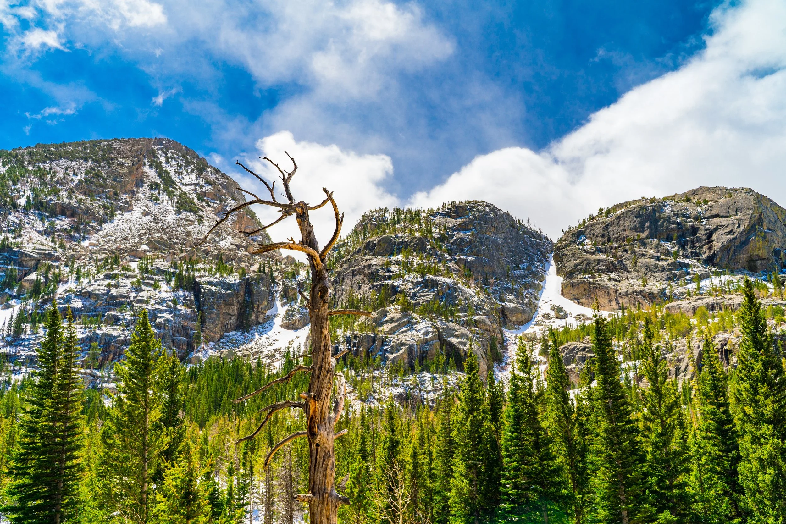 An eye-level shot reveals a striking mountain vista. A stand of verdant trees lines, rugged mountain range in the background. The mountains are partially covered in patches of snow in Rocky Mountain National Park
