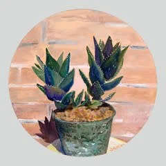 imgi_9_Aloe_distans_lawczq.jpg