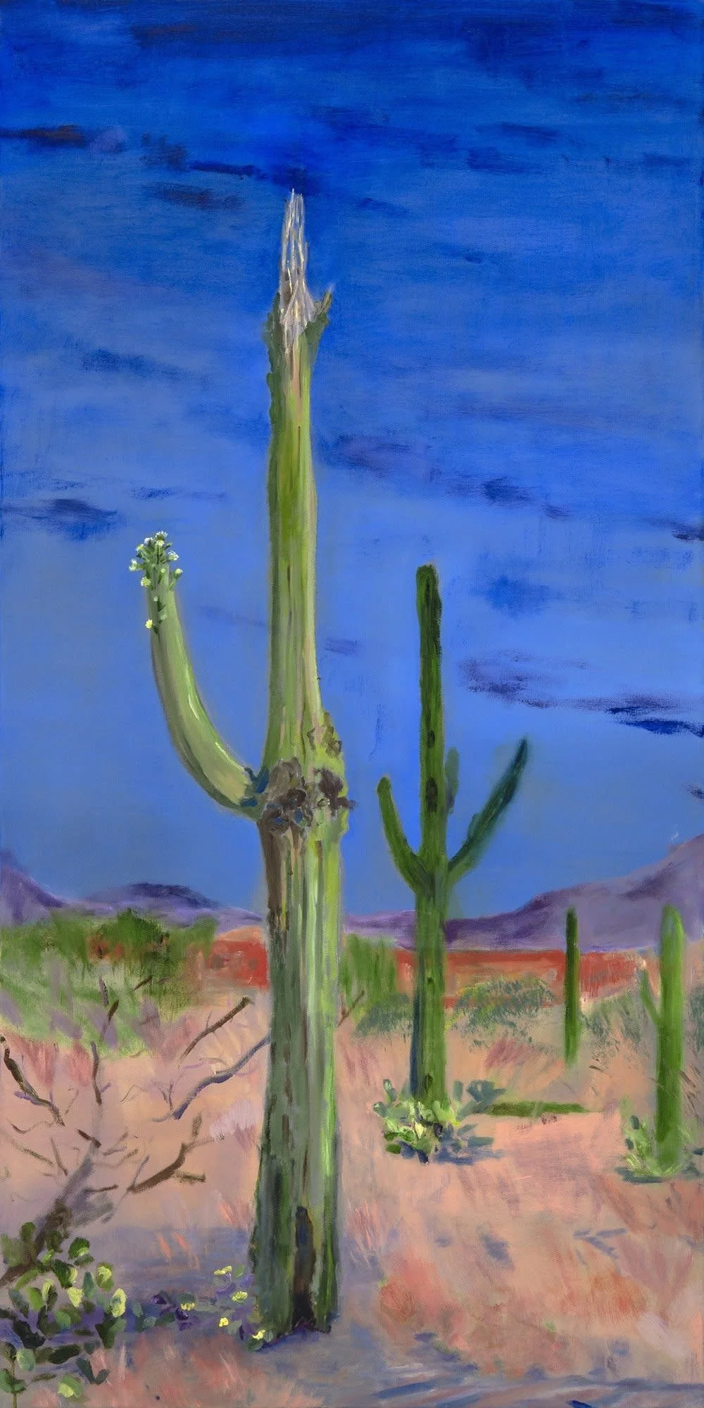 Saguaro Demise