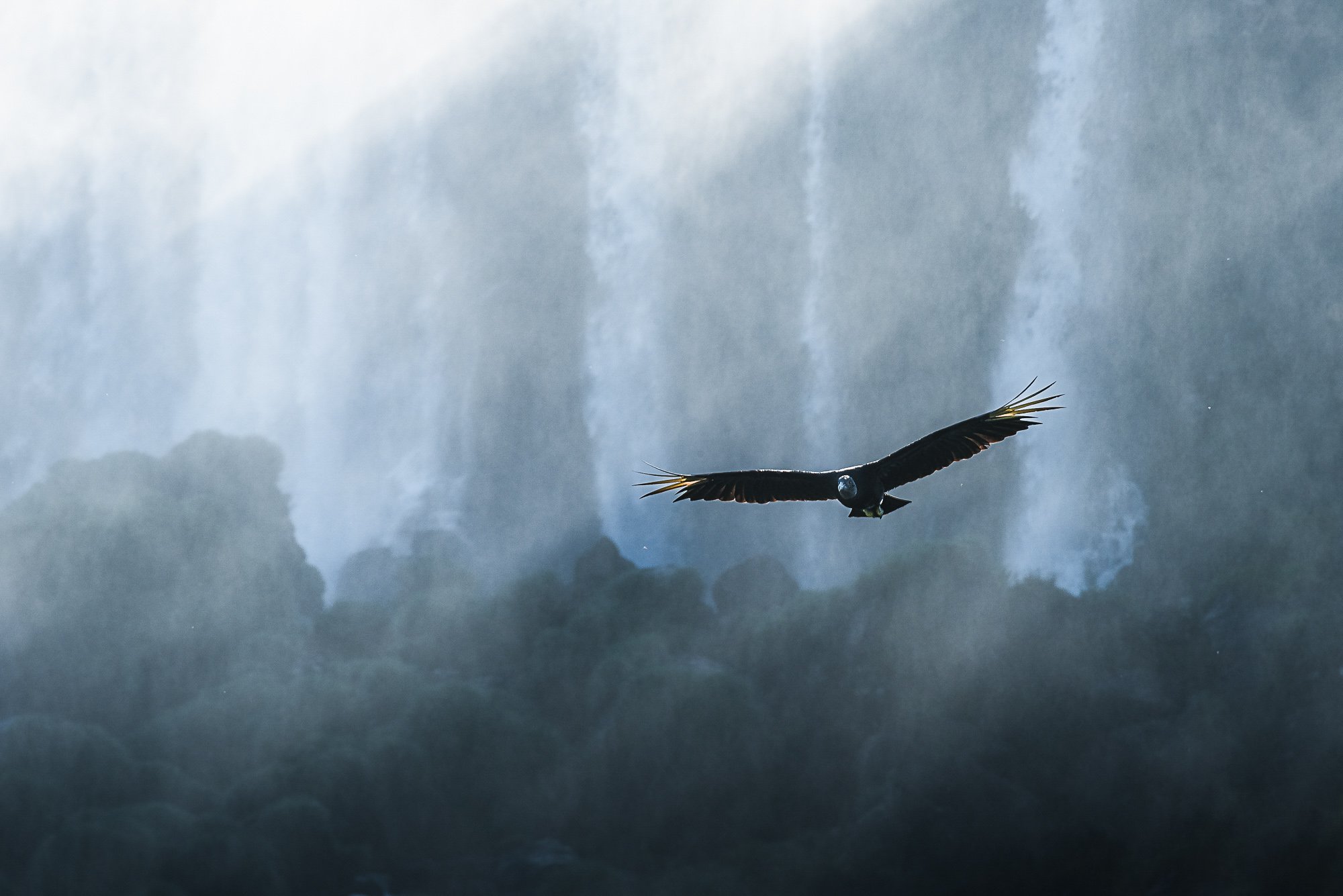 pedrogsaez-iguazu-black vultur-1-7.jpg