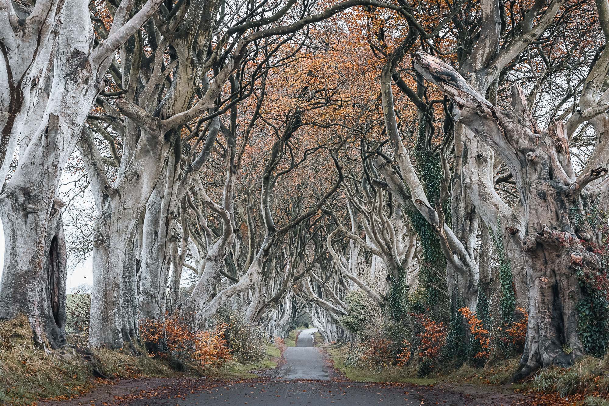 pedrogsaez_ireland_horiz-1-2.jpg