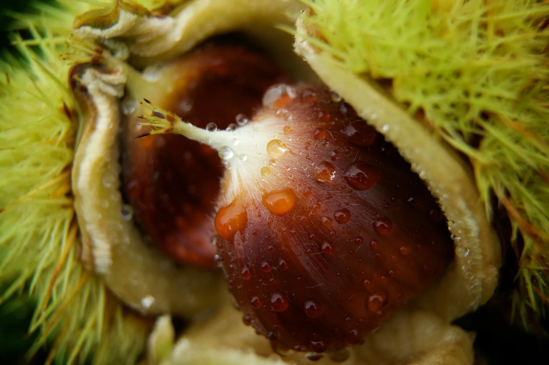 Close-up of a partially opened chestnut shell exhibiting glossy, brown chestnut nut with water droplets on it.