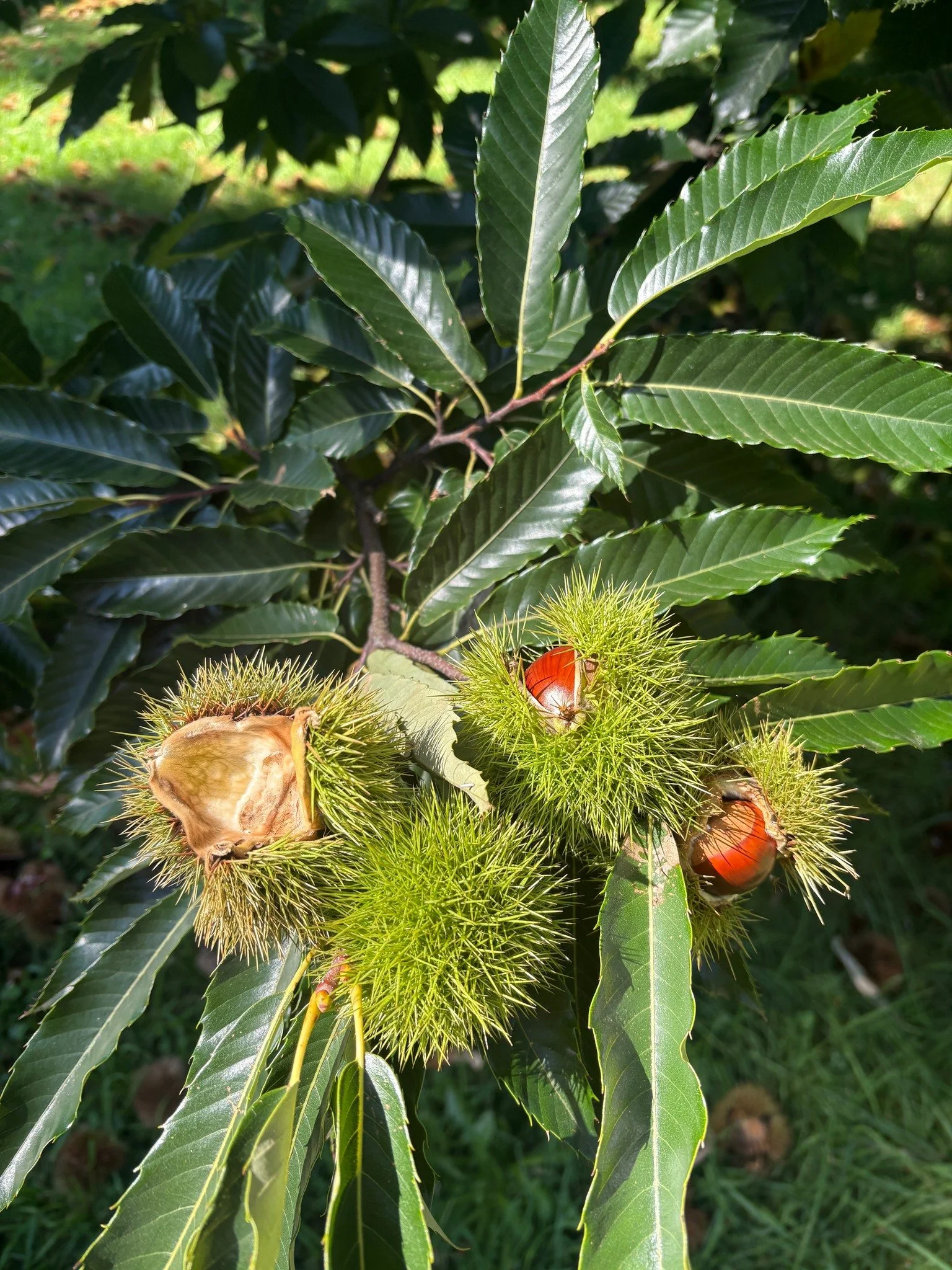 Close-up of a chestnut tree branch with green, spiny burrs and ripe brown chestnuts, surrounded by green leaves.