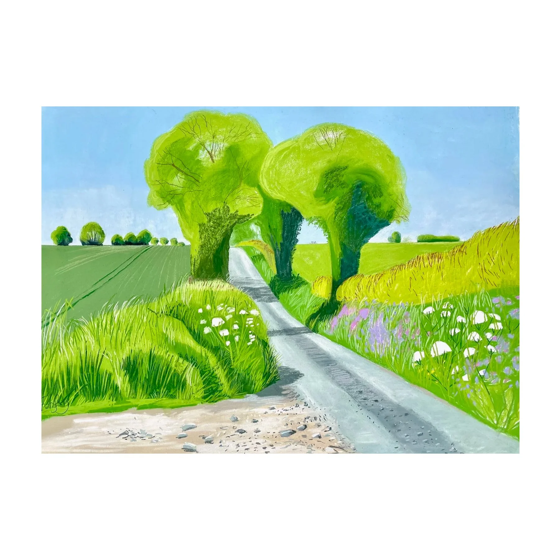 Transport Lane Cow Parsley