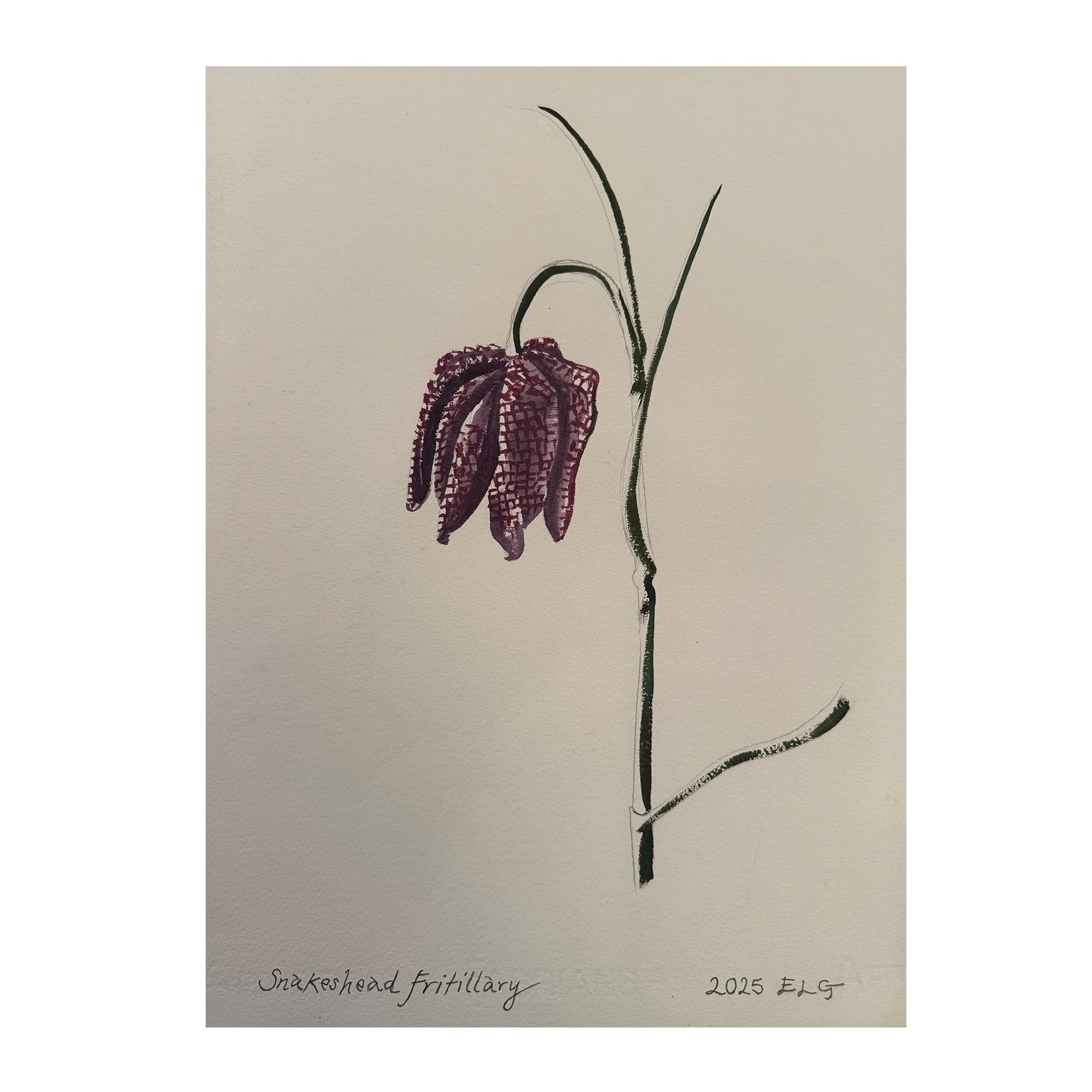 Endellion Lycett Green
Snakeshead Fritillary
Oil on paper
51 x 40 cm
£1,200