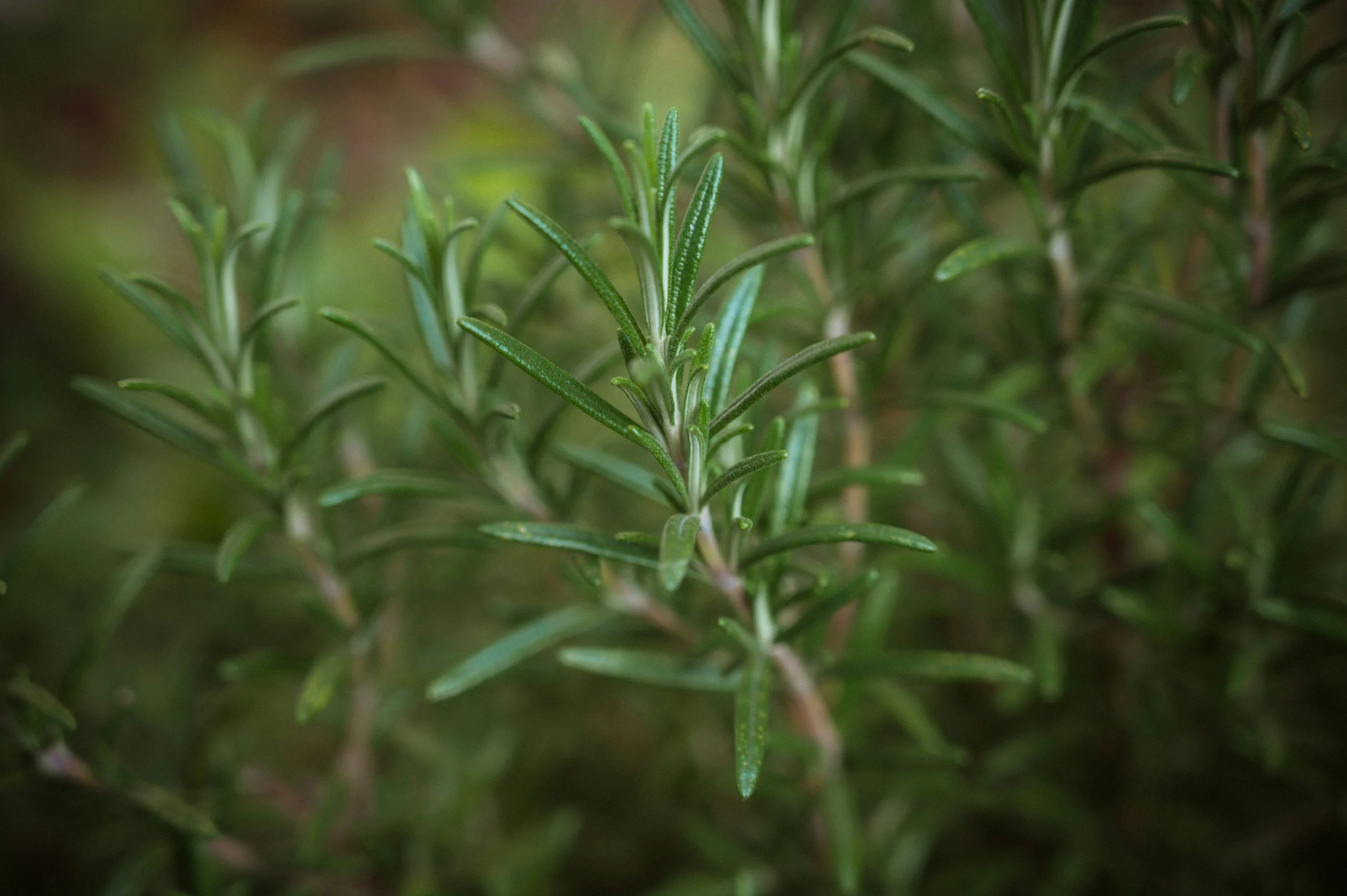 Close-up of green rosemary plant with narrow, needle-like leaves.