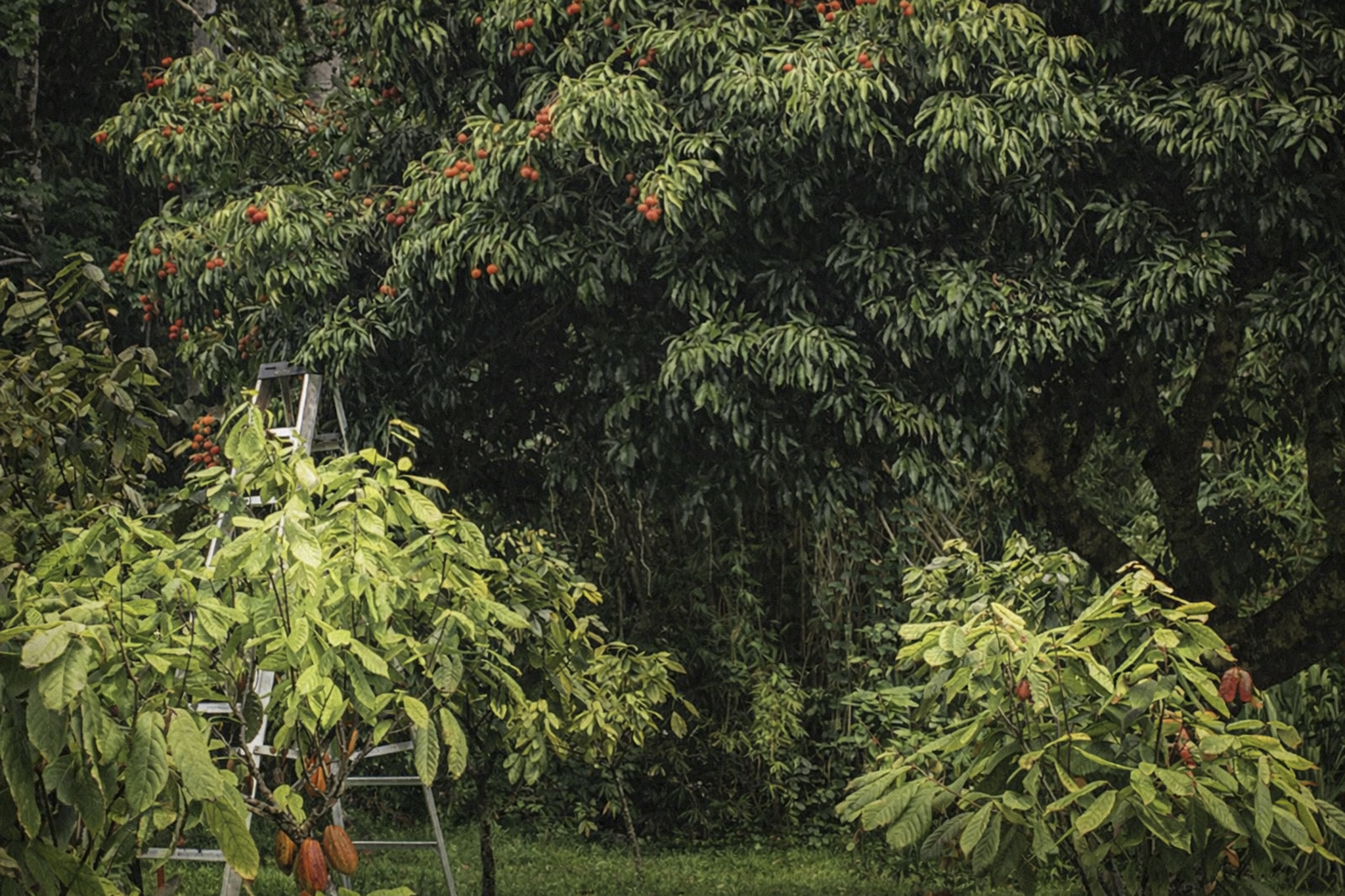 Lychee tree (in background with red fruit), bananas, coffee beans, breadfruit, many types of citrus, and more grow here as well.