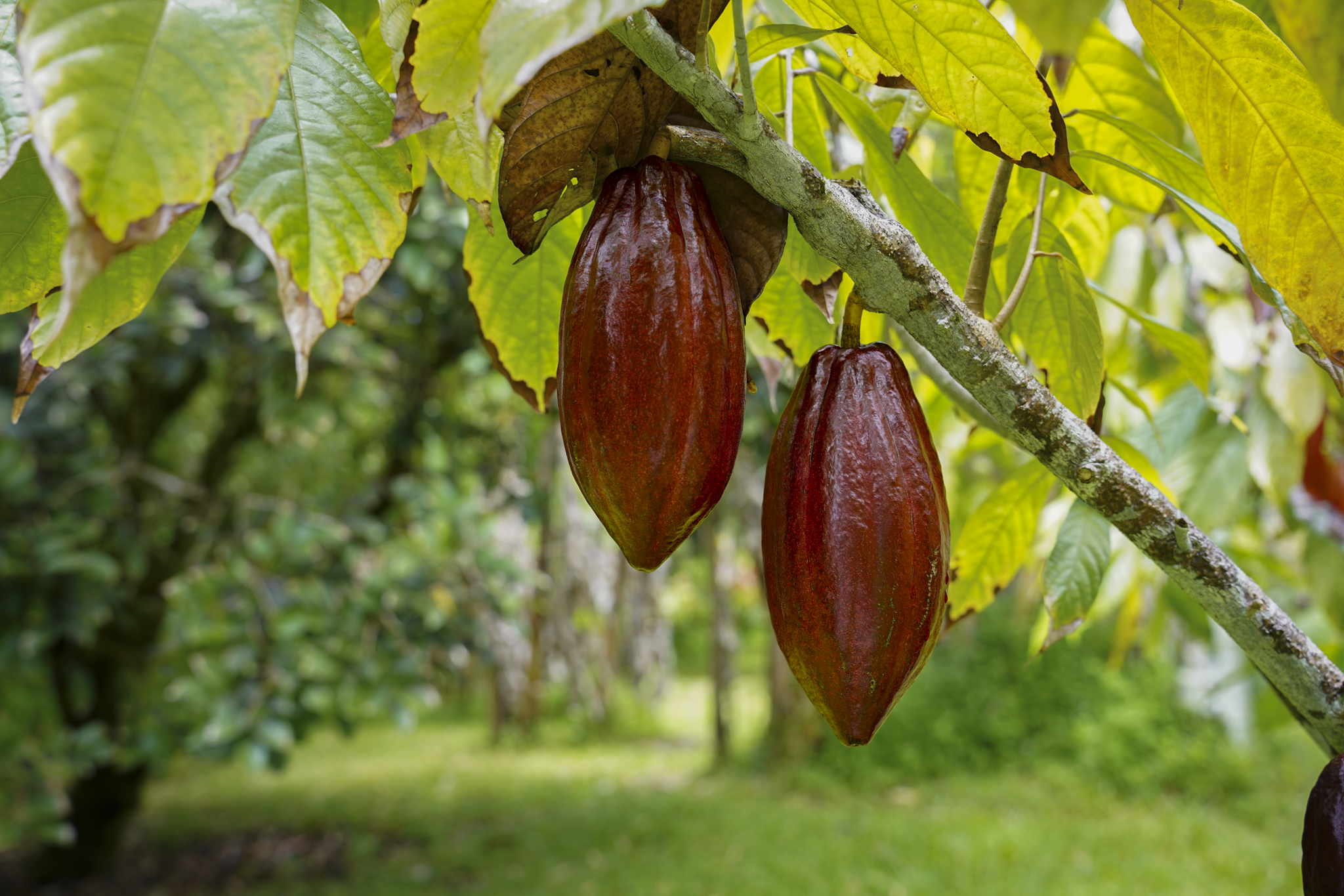 A cacao pod on a tree with large leaves, set against a backdrop of palm trees, bright blue sky, and lush green garden.
