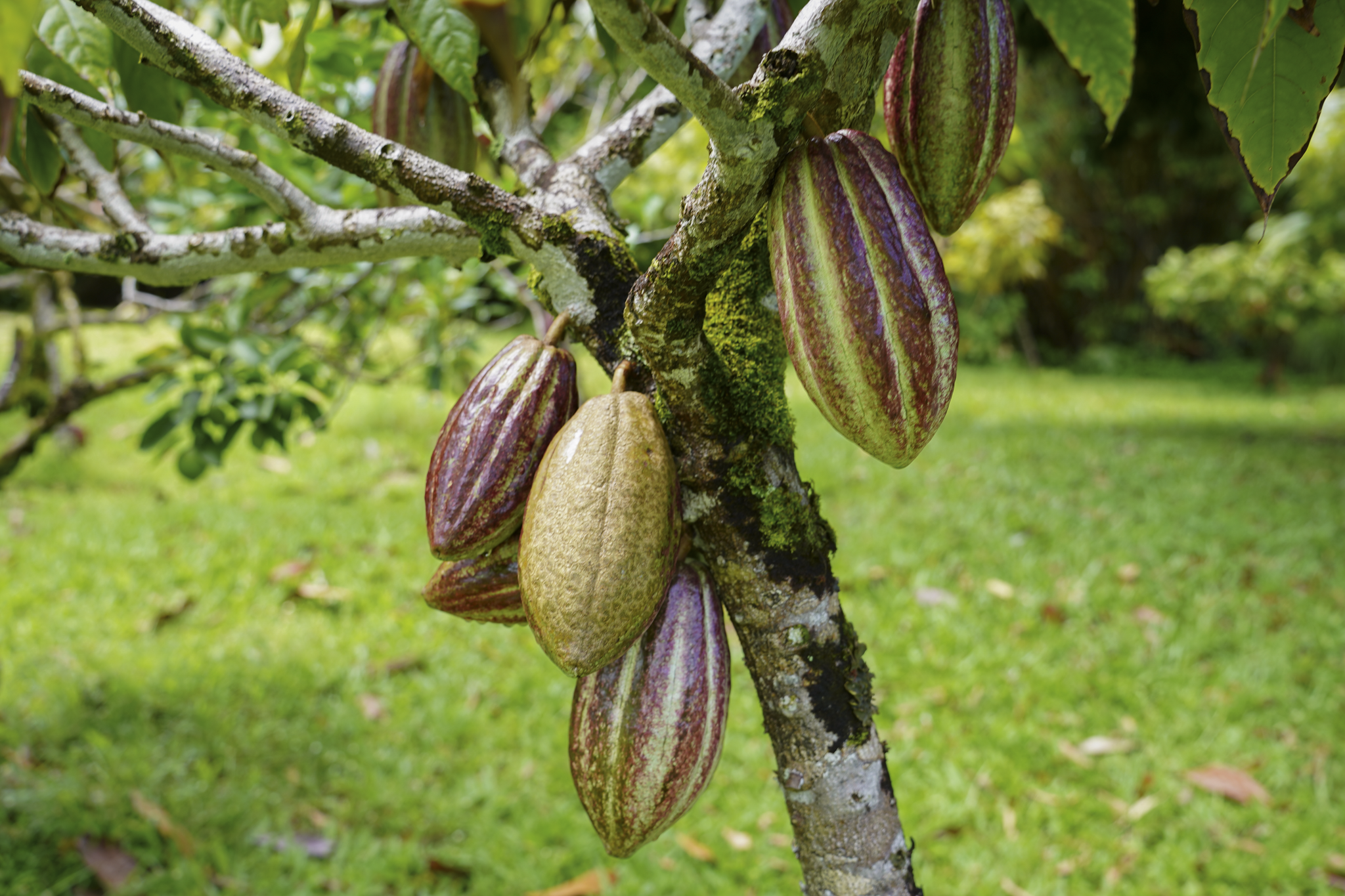 cacao1.png