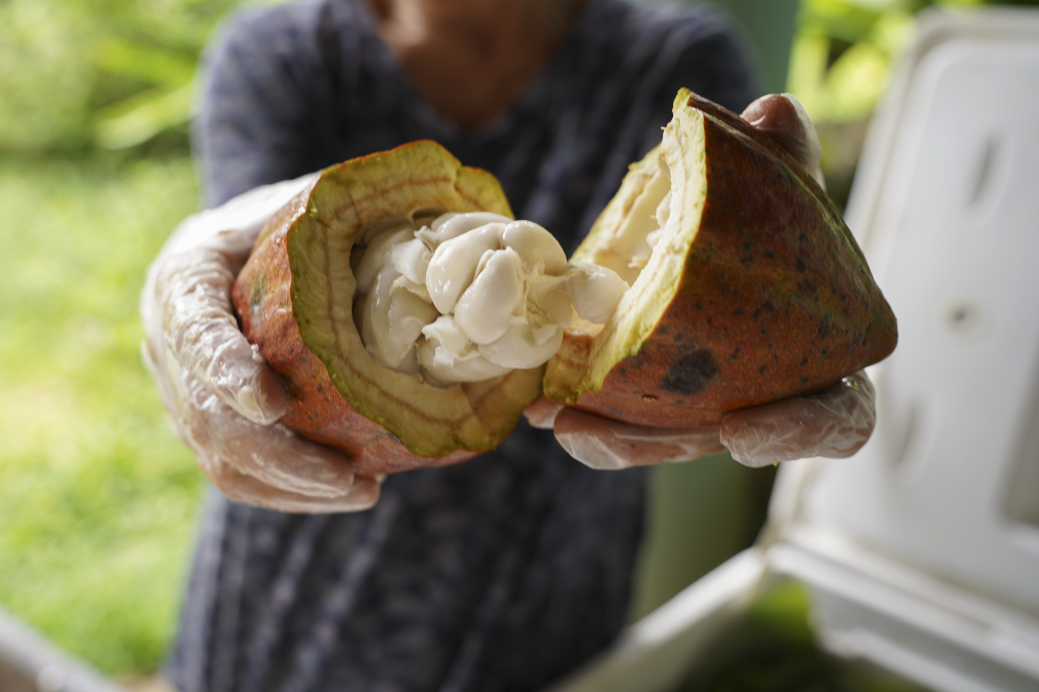 Husks of dried cacao pods and a plastic container filled with roasted cacao nibs on green grass.