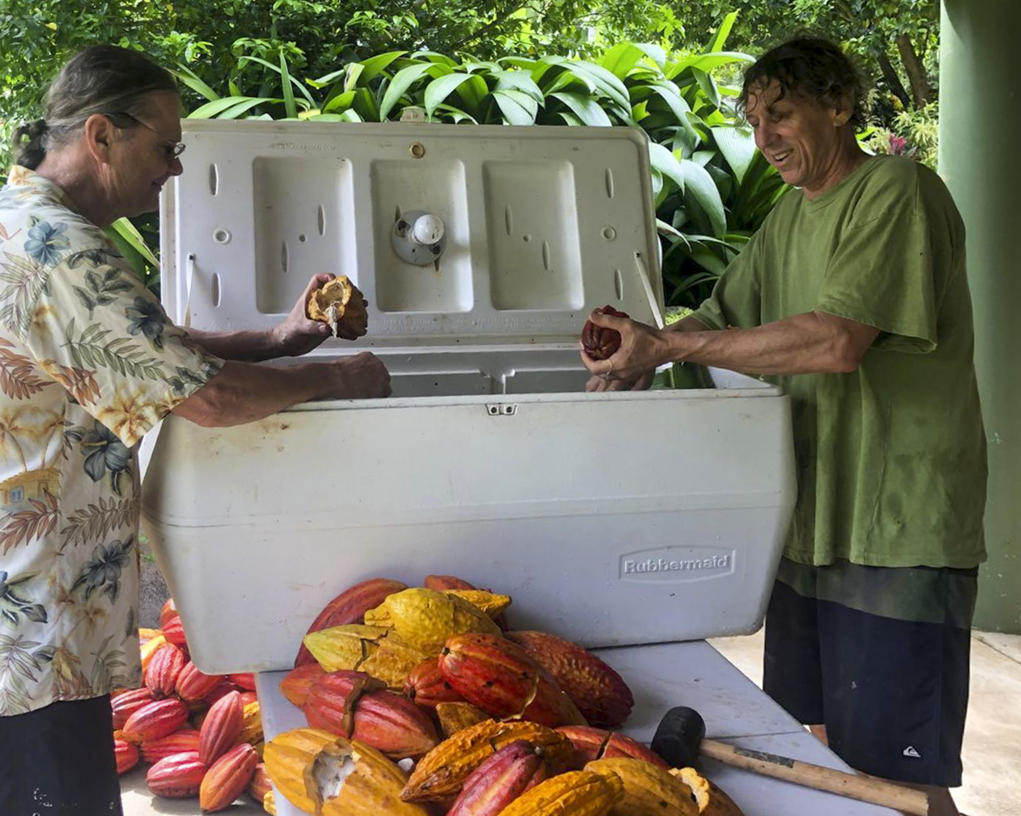 Harvesting cacao at the farm, where the journey to chocolate begins.