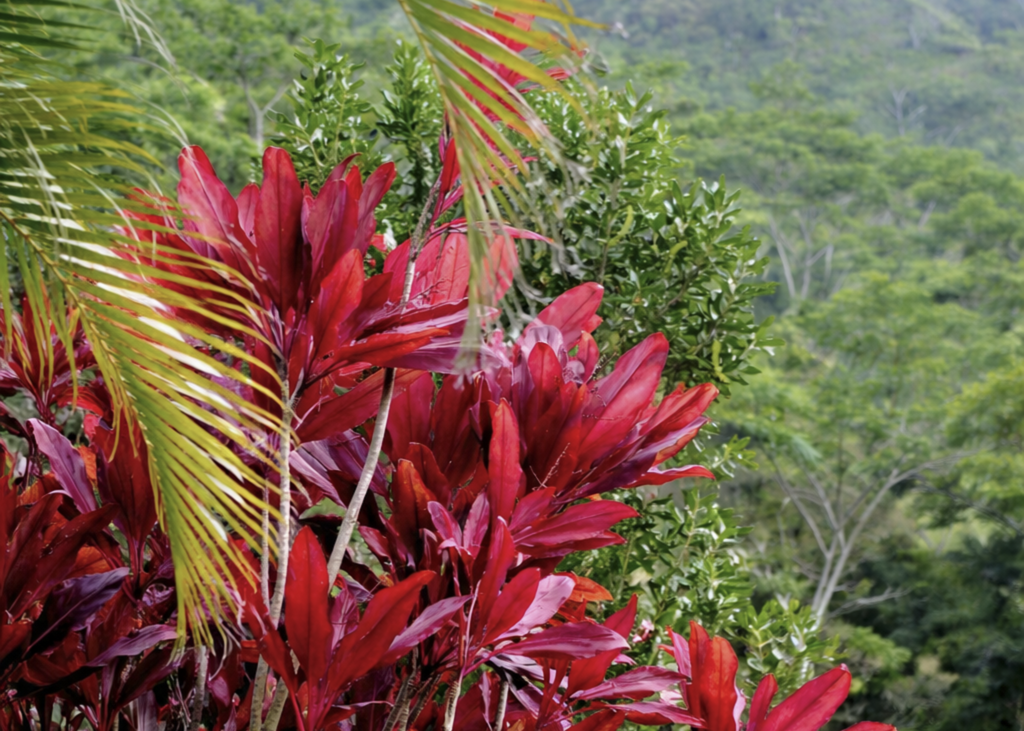 Red Ti plants along the Auwai.