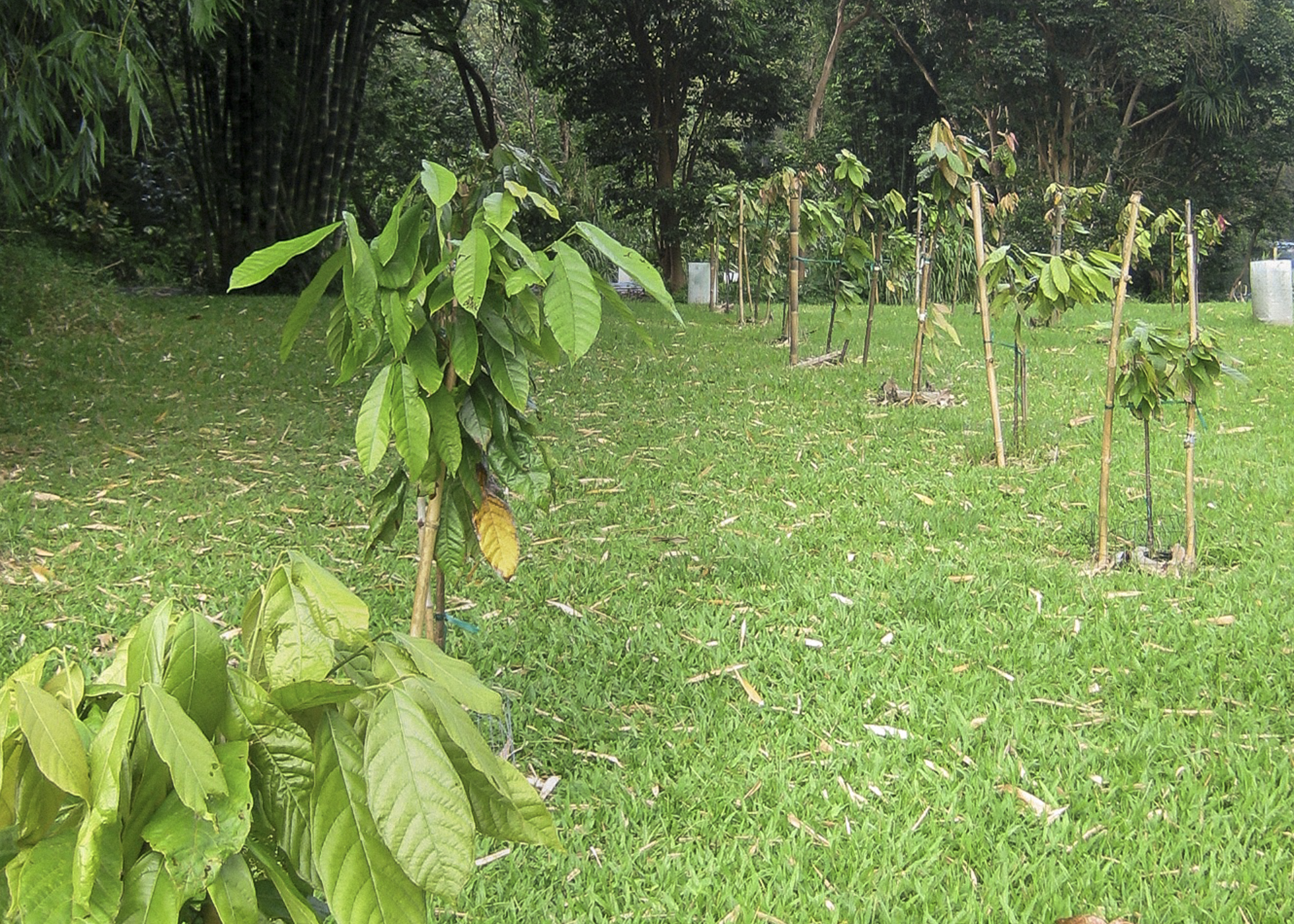 Another field, tucked between the bamboo grove and the Wainiha River.