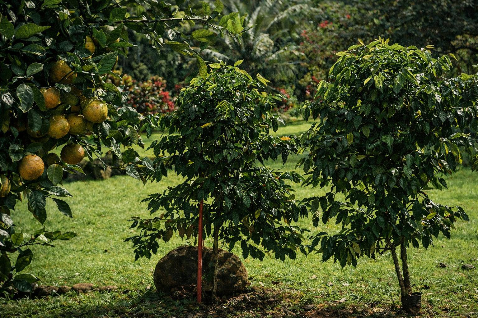 Young coffee plants growing. A gift from a dear friend, the late John McClure of Moloa'a Bay Coffee.