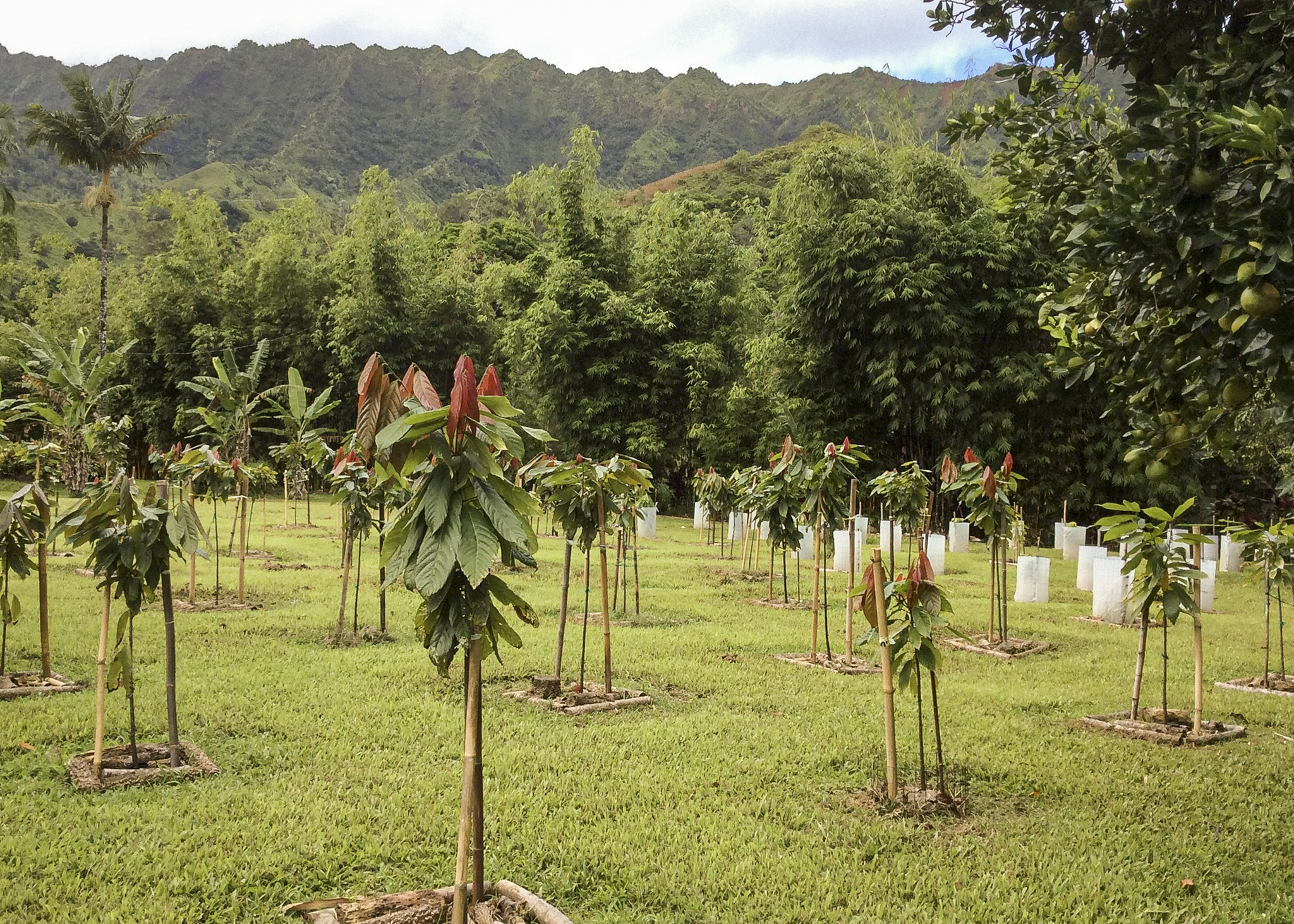 While the trees were young, we used sliced banana plants to attract the small insects needed for pollination.