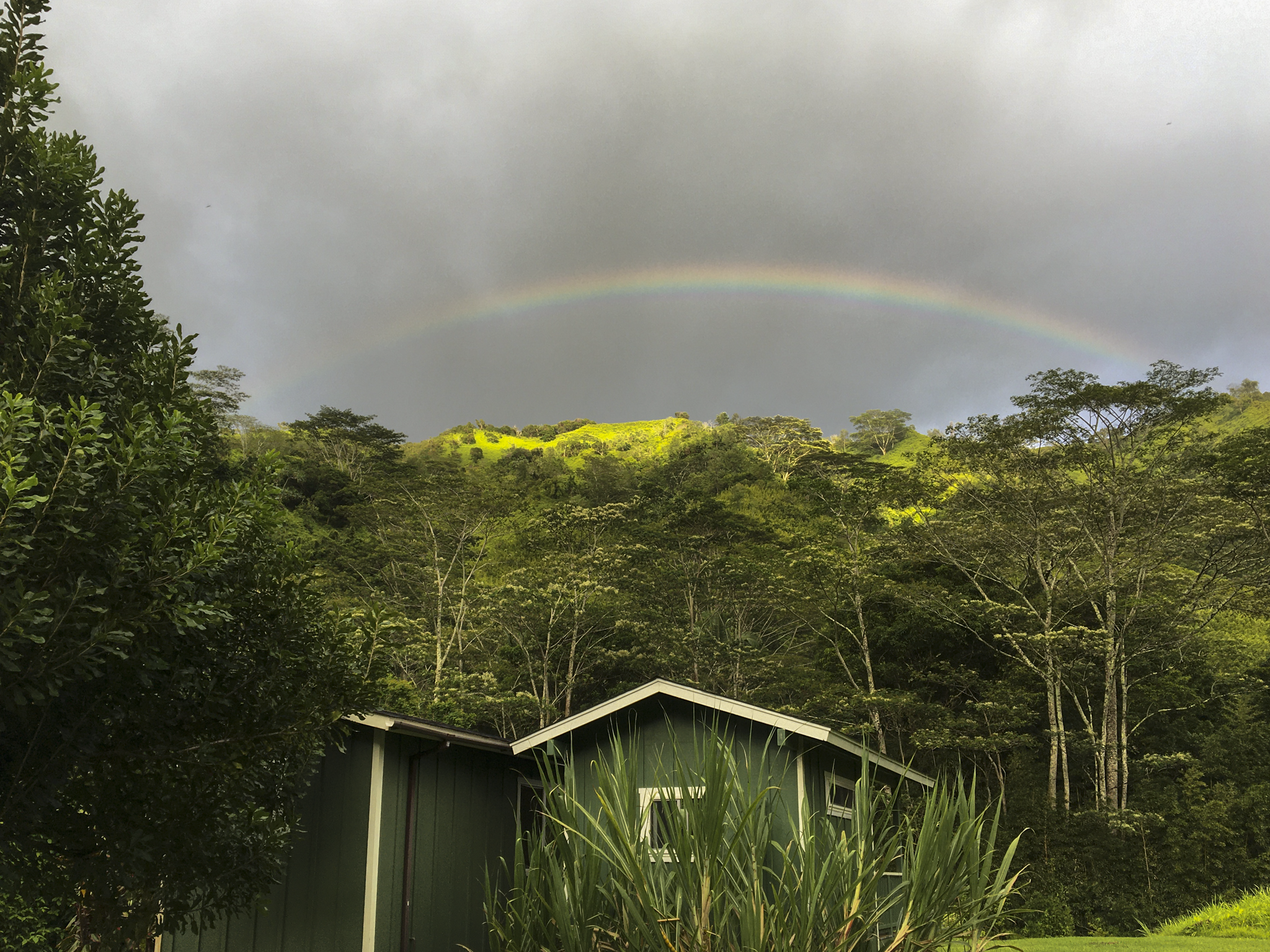 Green tiny house with a porch and steps, surrounded by greenery and trees, against a cloudy sky.