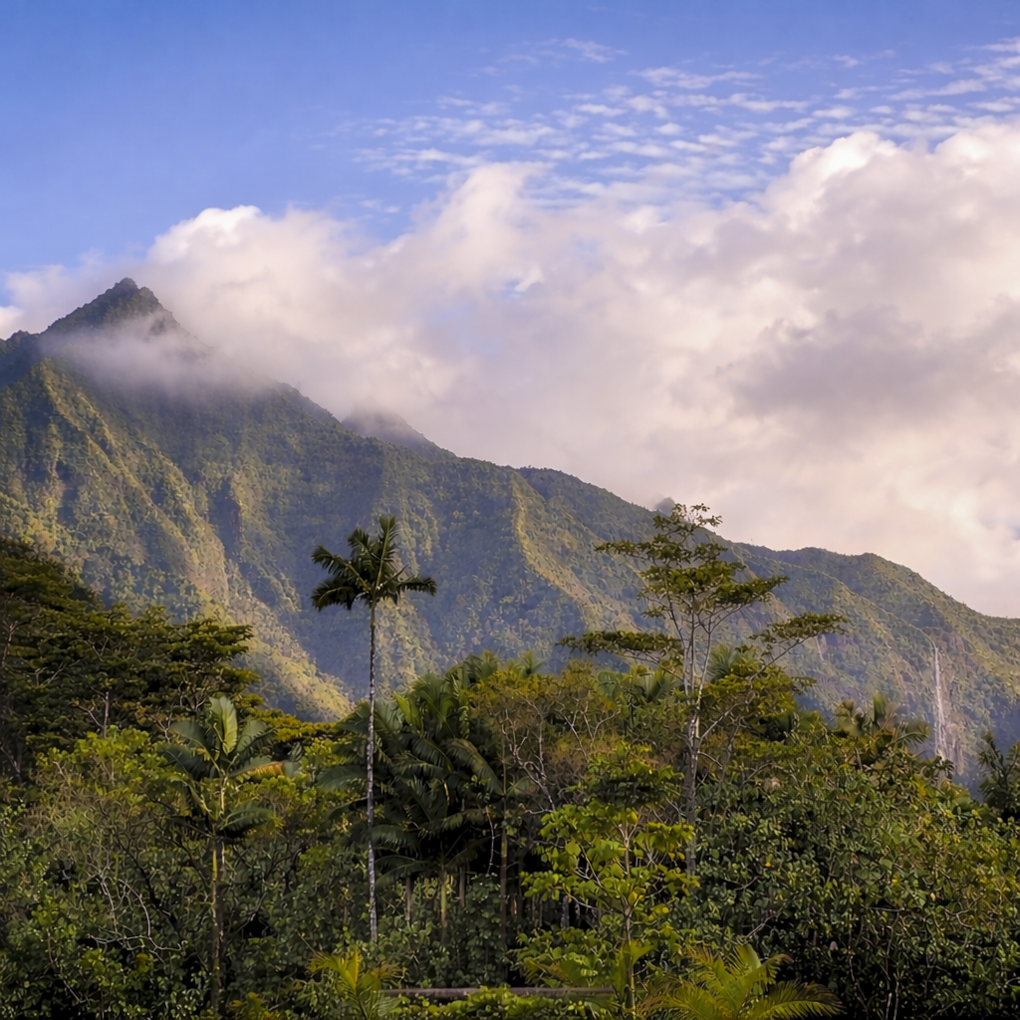 Lush green tropical rainforest with tall trees, mountains in the background, and partly cloudy sky with blue and white clouds.