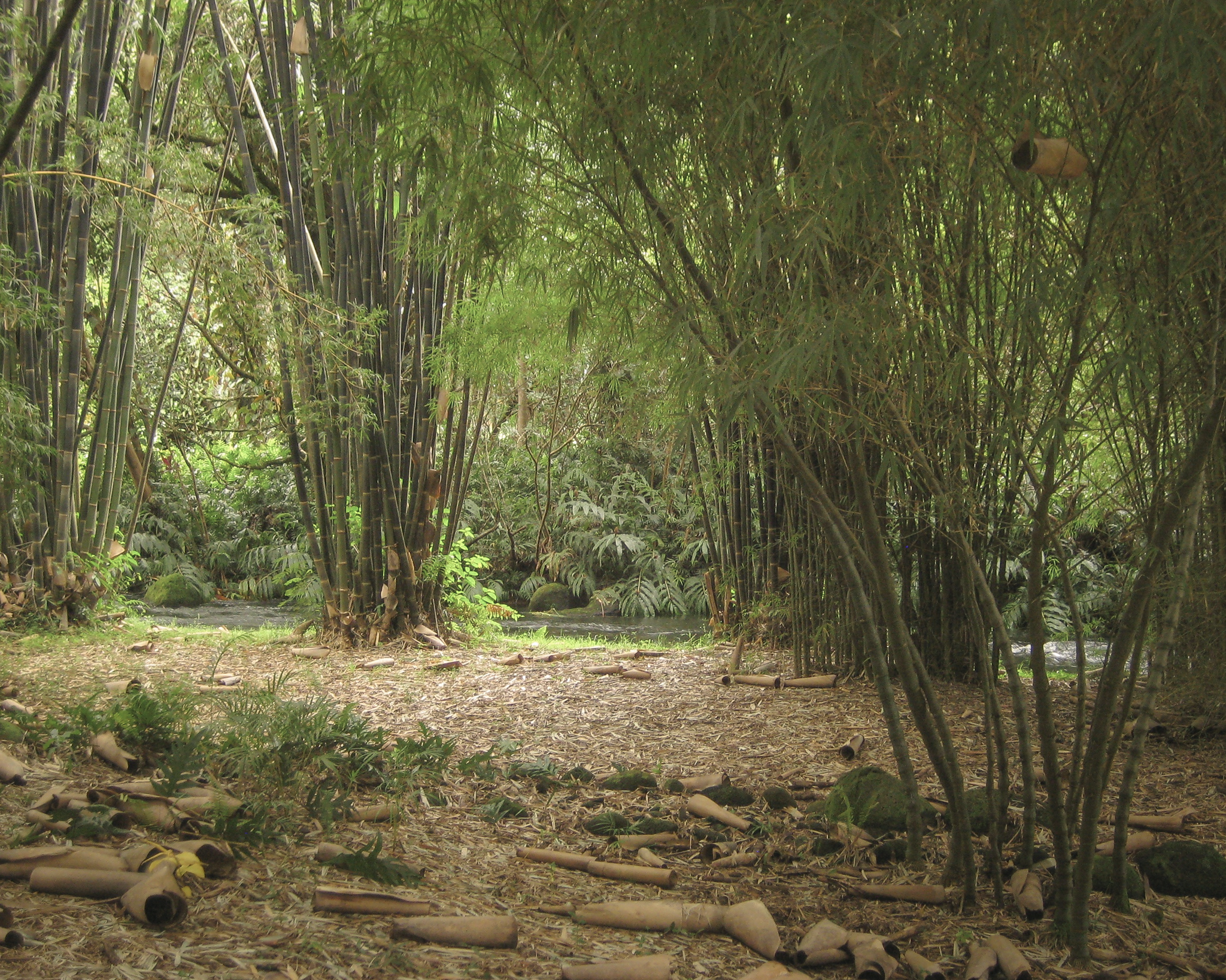 A large grove with over 10 types of bamboo.