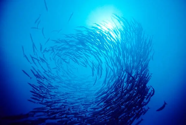 school of fish.jpg