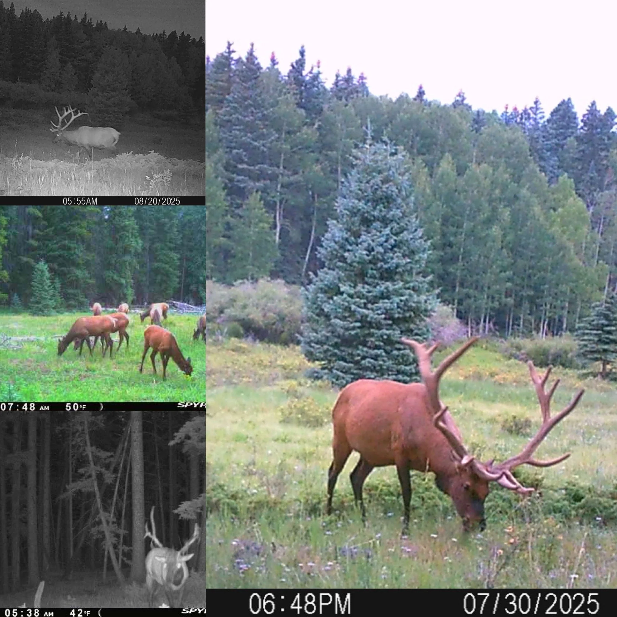 A collage of wildlife trail camera images showing a large elk with prominent antlers in a forested area, some images in black and white at night, and others in color during the day.