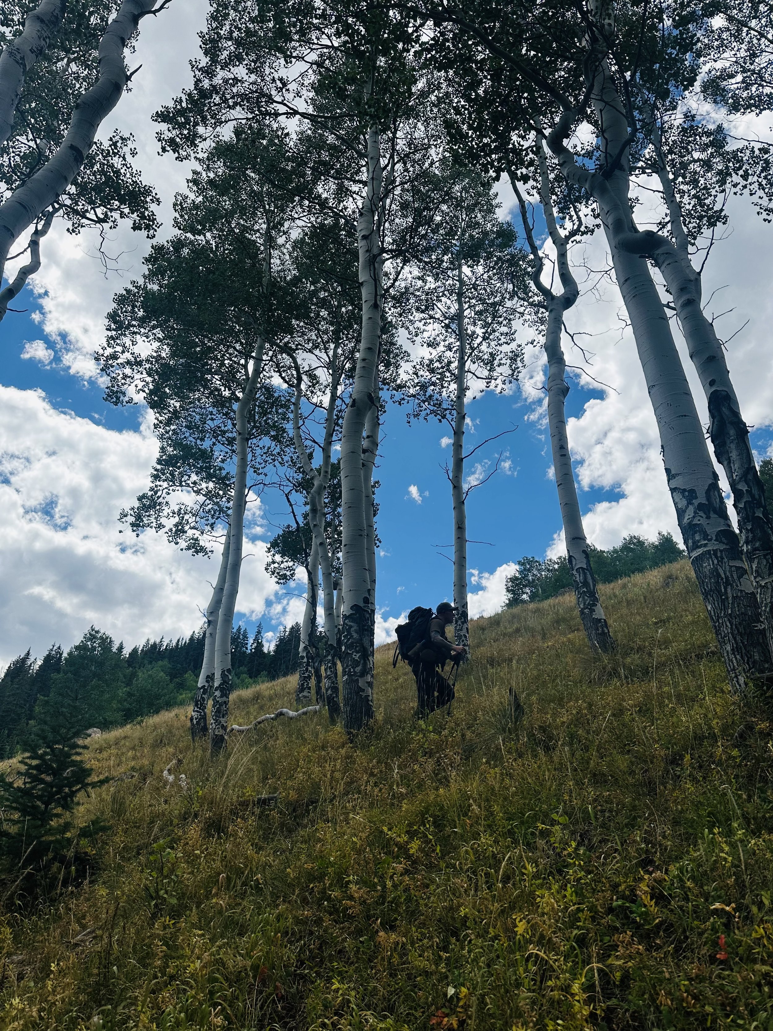 A person hiking uphill on a grassy slope in a forest of tall, white-barked trees with a partly cloudy sky above.