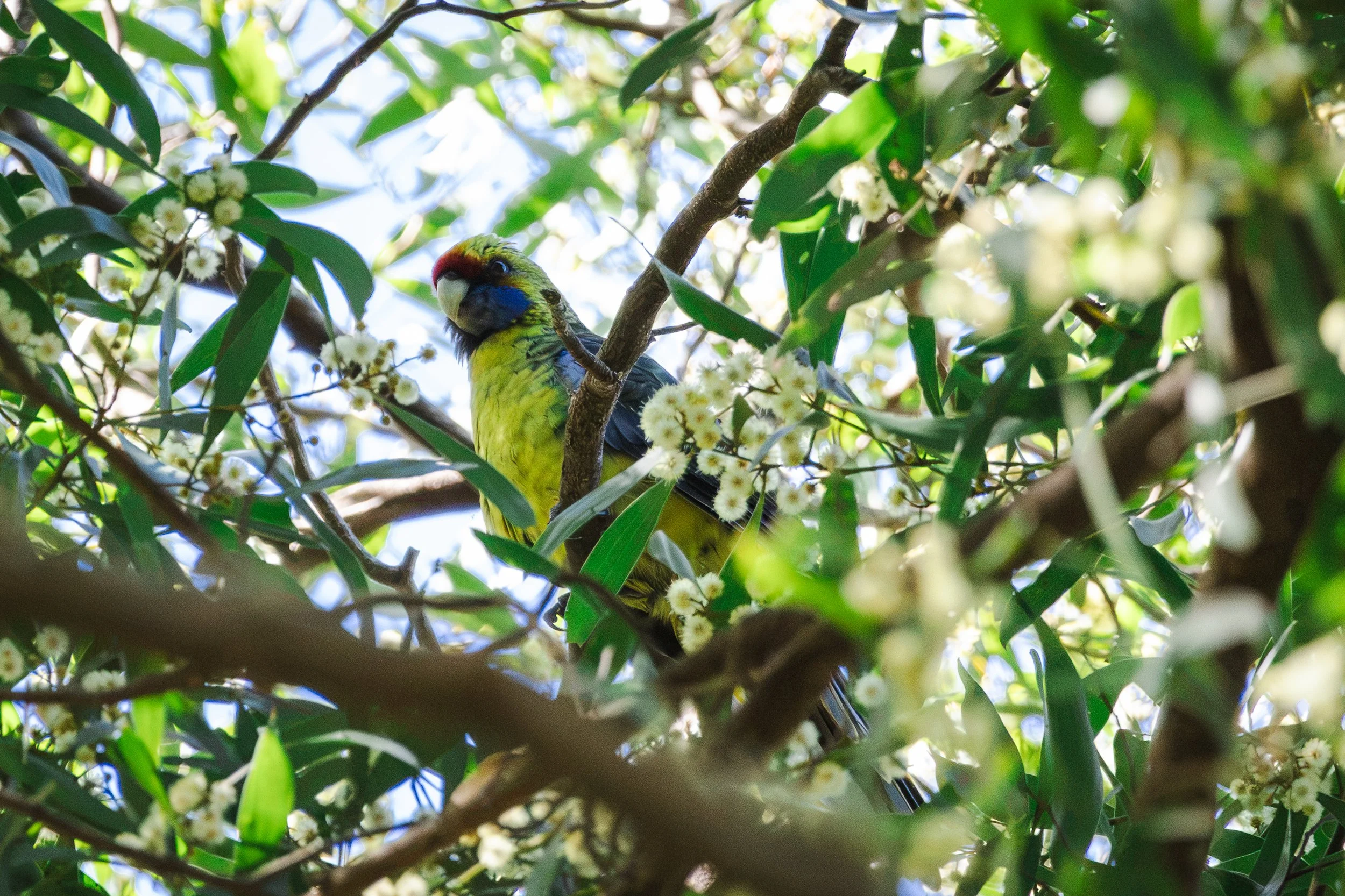 The Green Rosella (Platycercus caledonicus)