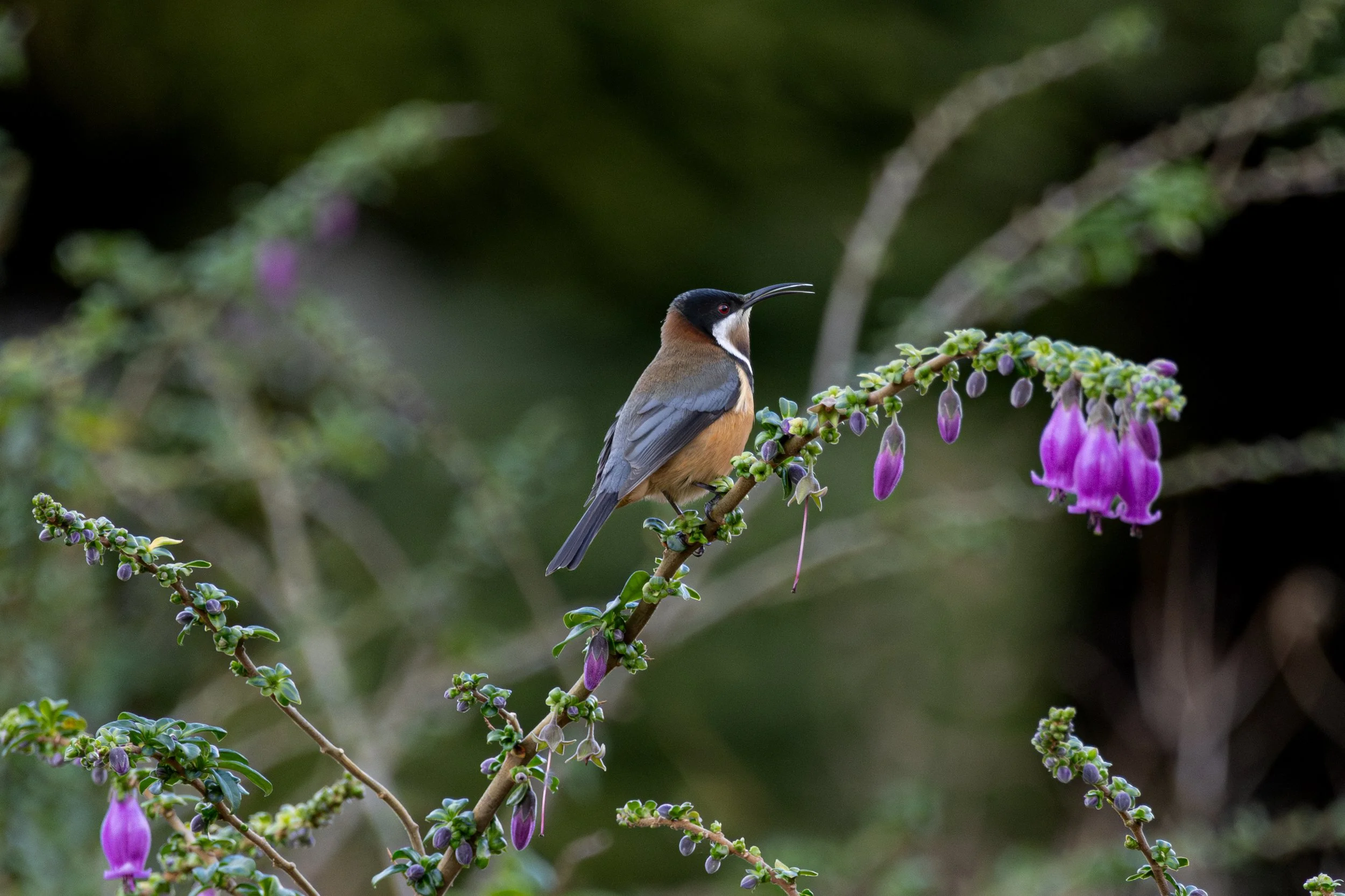 Eastern Spinebill (Acanthorhynchus tenuirostris), a fascinating Australian honeyeater known for its long curved bill and love of nectar-rich flowers.