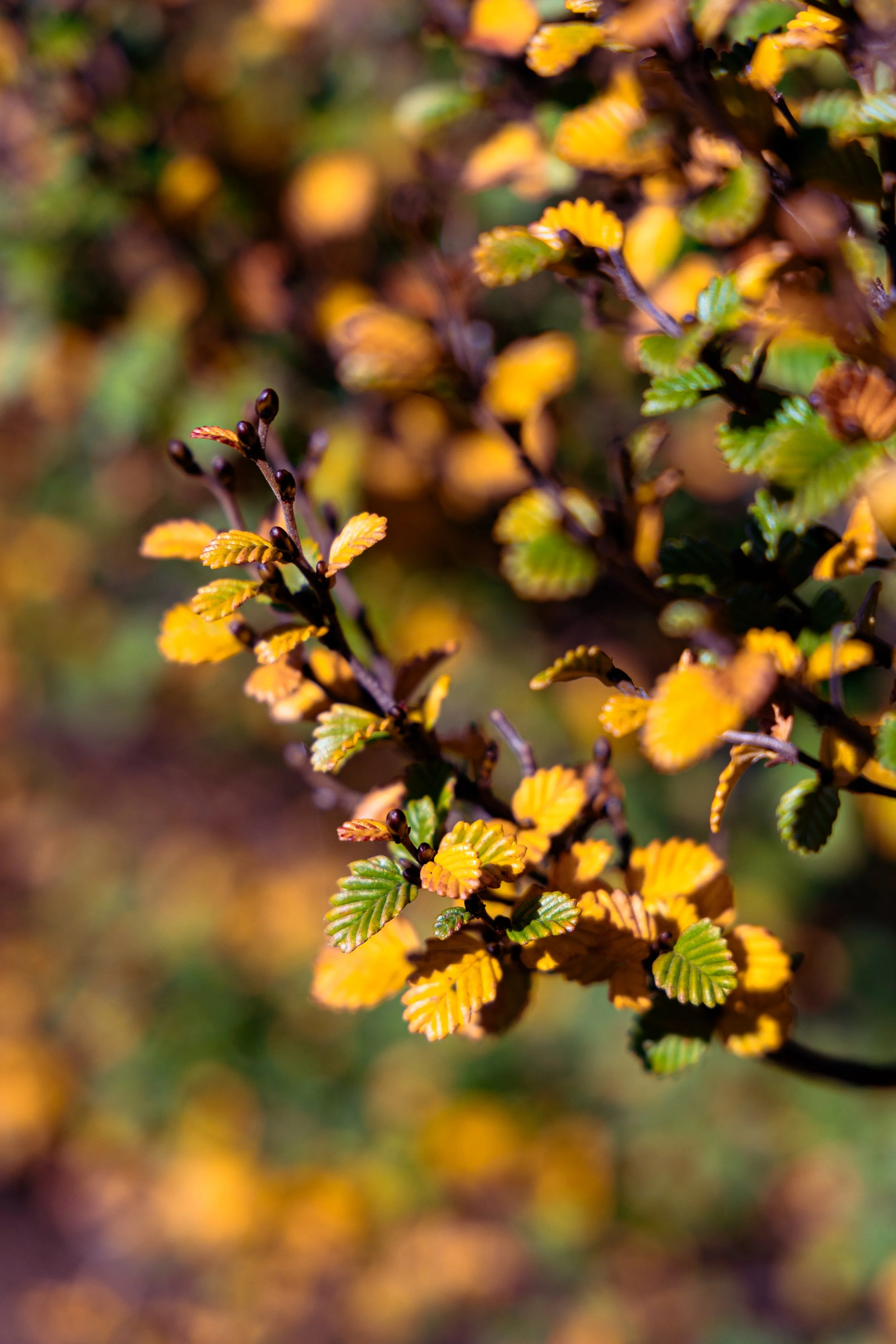 Tasmania’s magical fagus turning gold across the alpine wilderness during autumn - Australia’s only native deciduous tree.