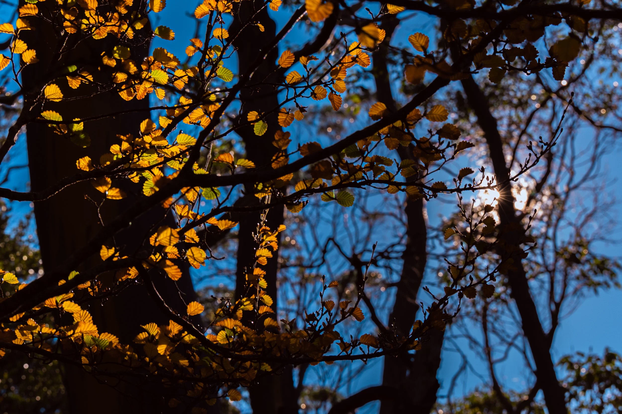Tasmanian Fagus