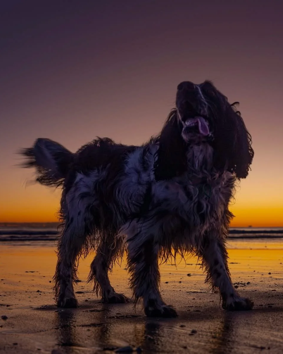 Pets in their element, beach, dogs, surf and sand