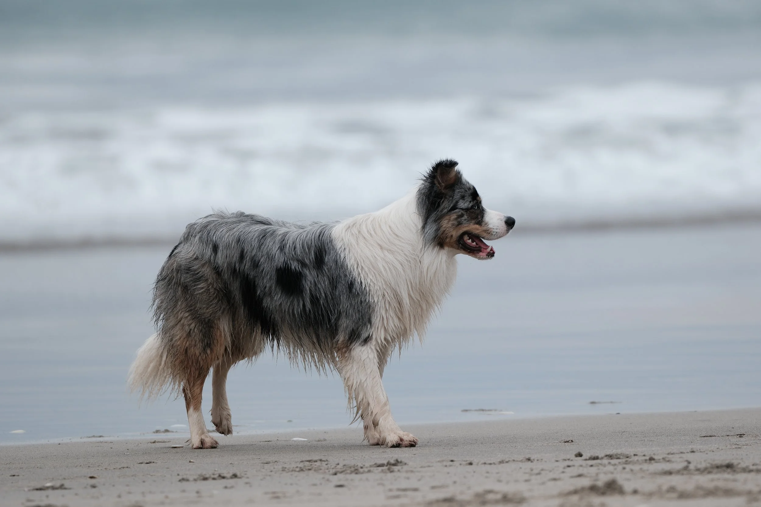 Pet Portraits