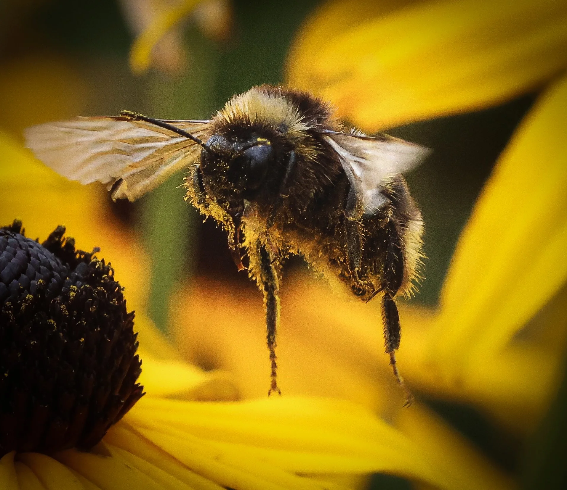 bumble bees honey golden flowers