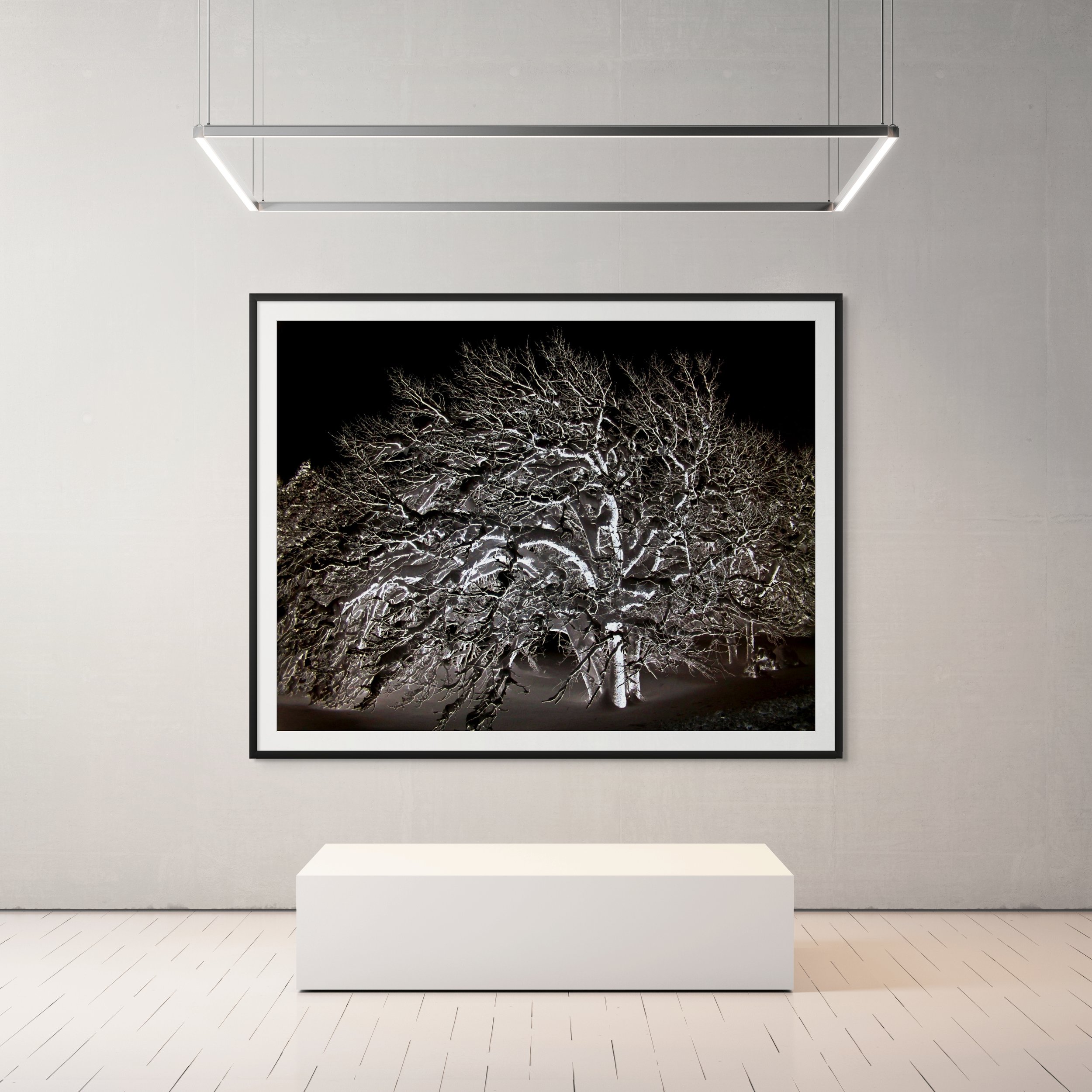 A minimalist indoor art gallery with a framed black and white photograph of a snow-covered tree on a white wall. Overhead modern linear lighting fixture illuminates the artwork. The gallery has a clean, white interior with light-colored wooden floori