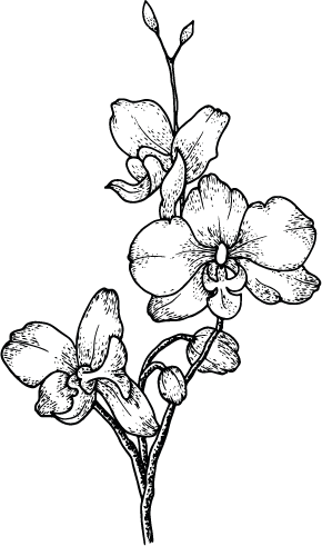 Outline drawing of a flower with multiple blossoms and leaves.