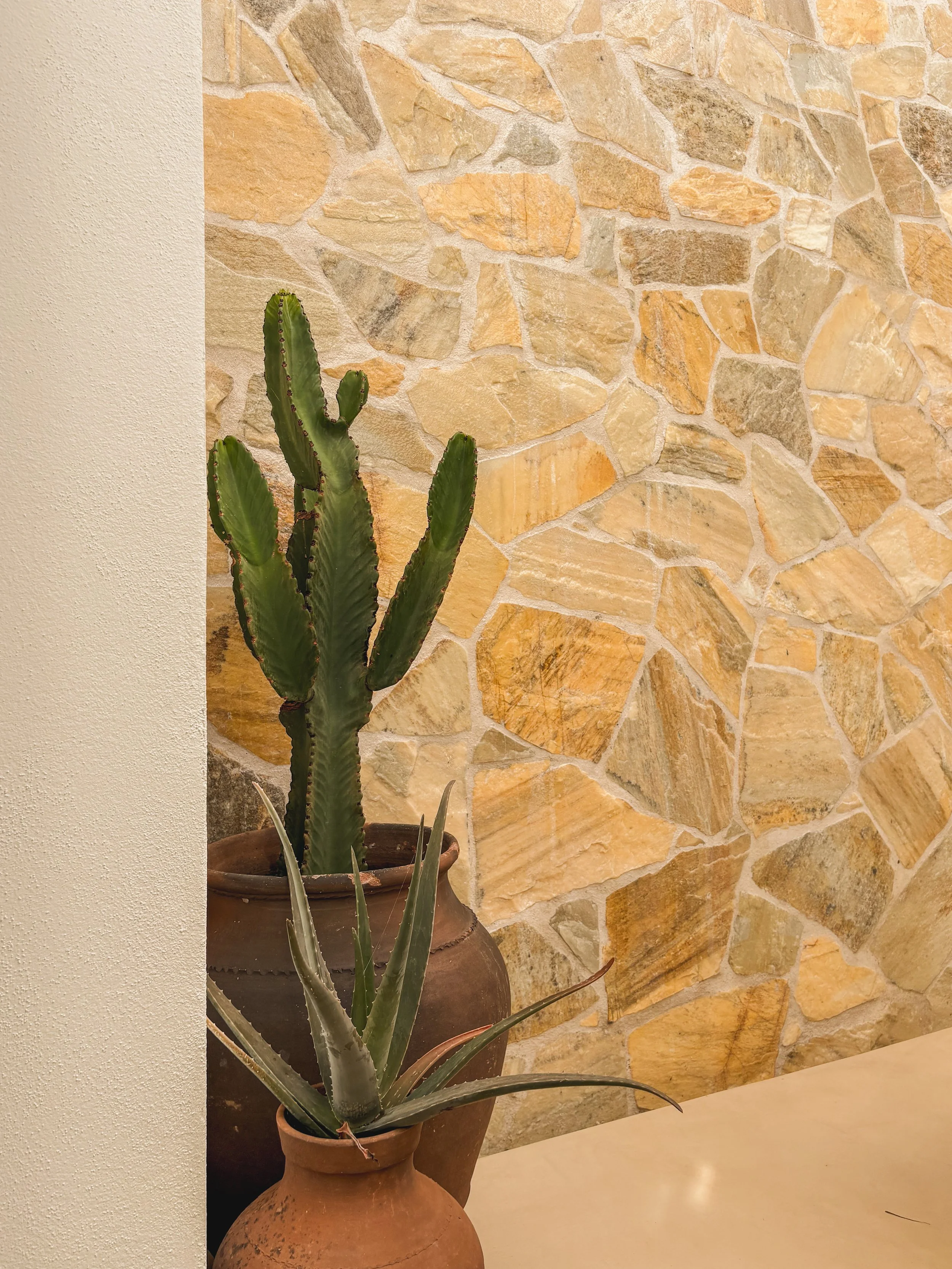 Two potted cacti and an aloe vera plant placed on a surface in front of a stone wall.