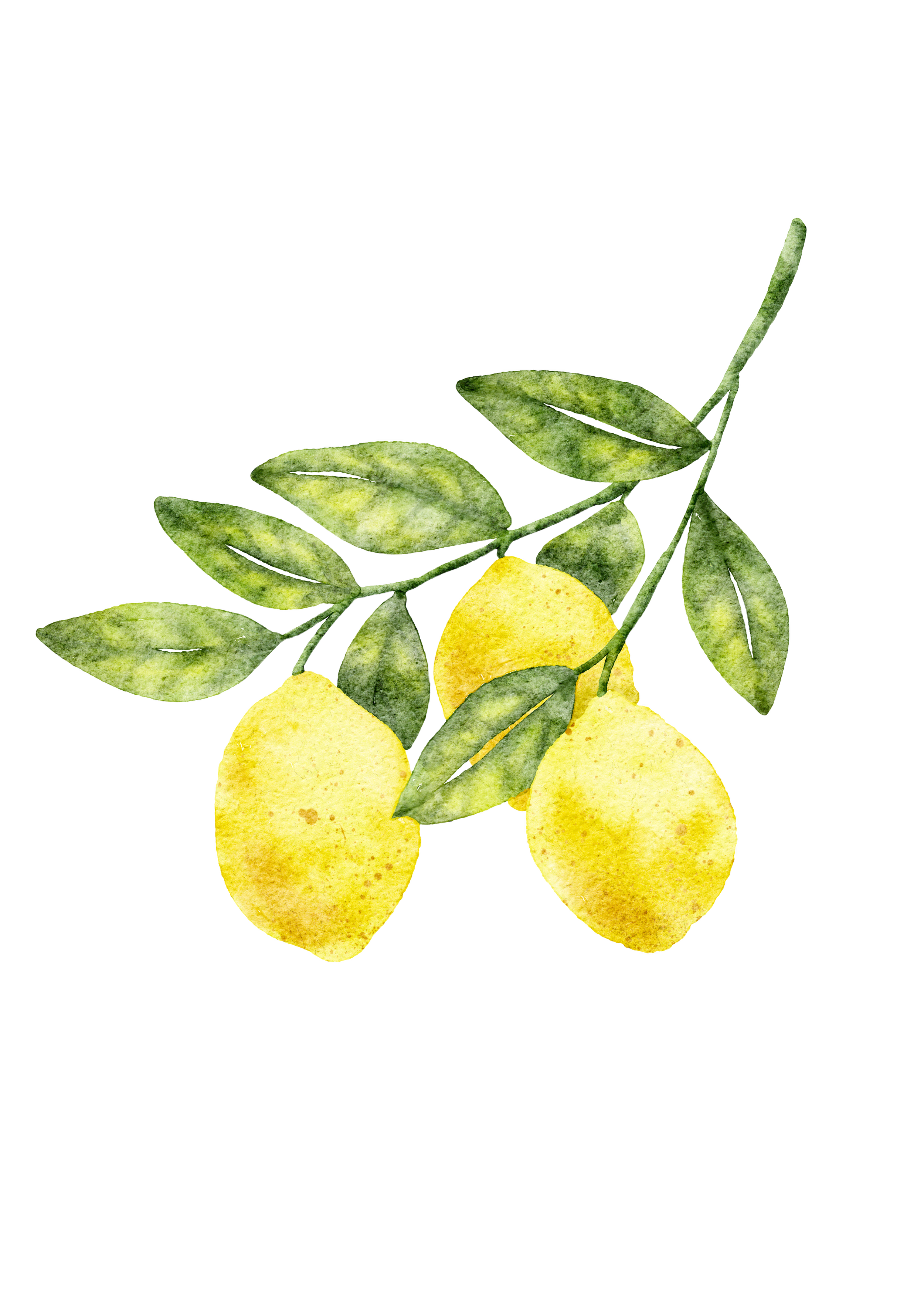 A watercolor illustration of a lemon branch with green leaves and three yellow lemons.