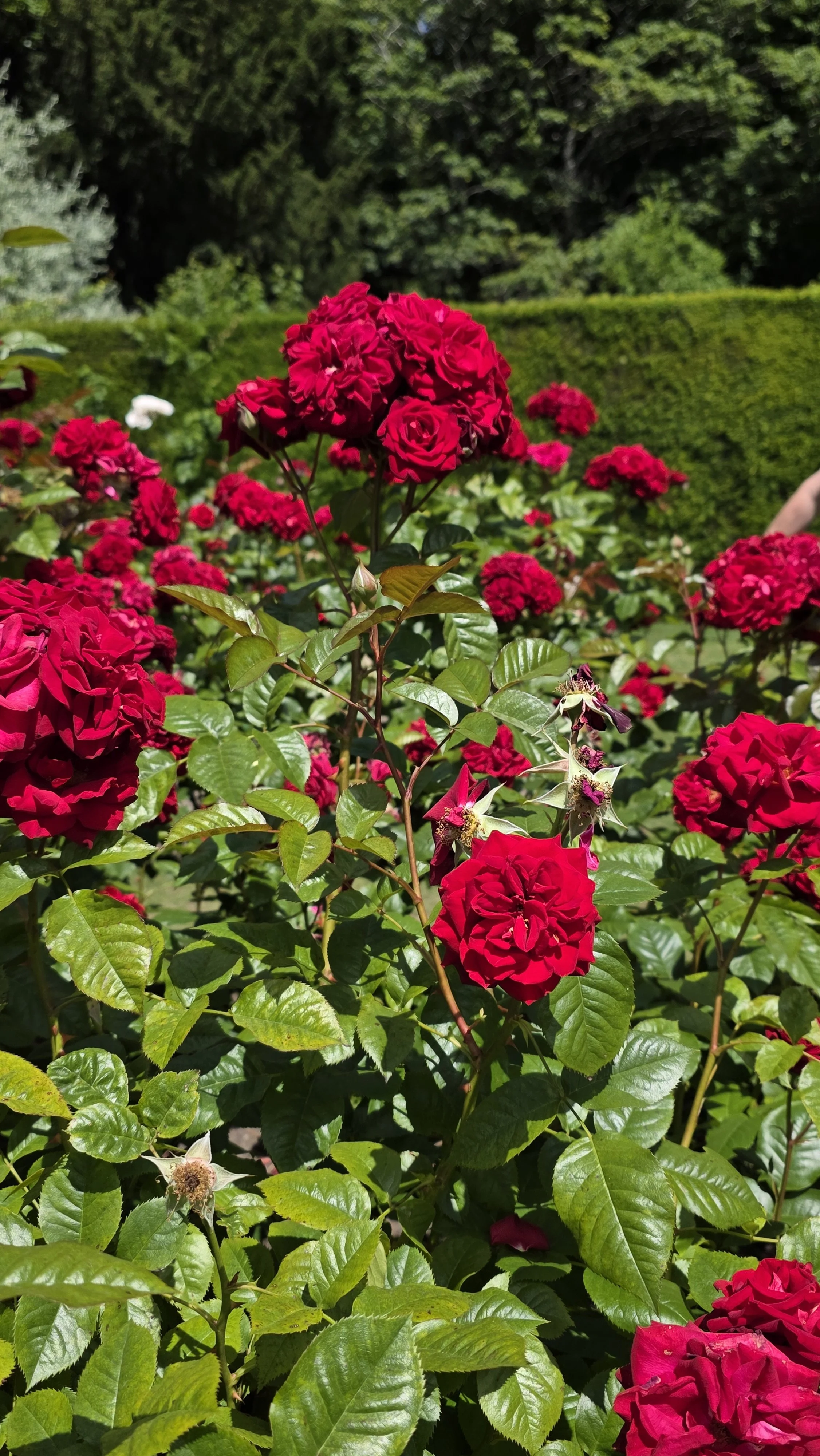 Red roses blooming in a garden with green foliage and trees in the background.