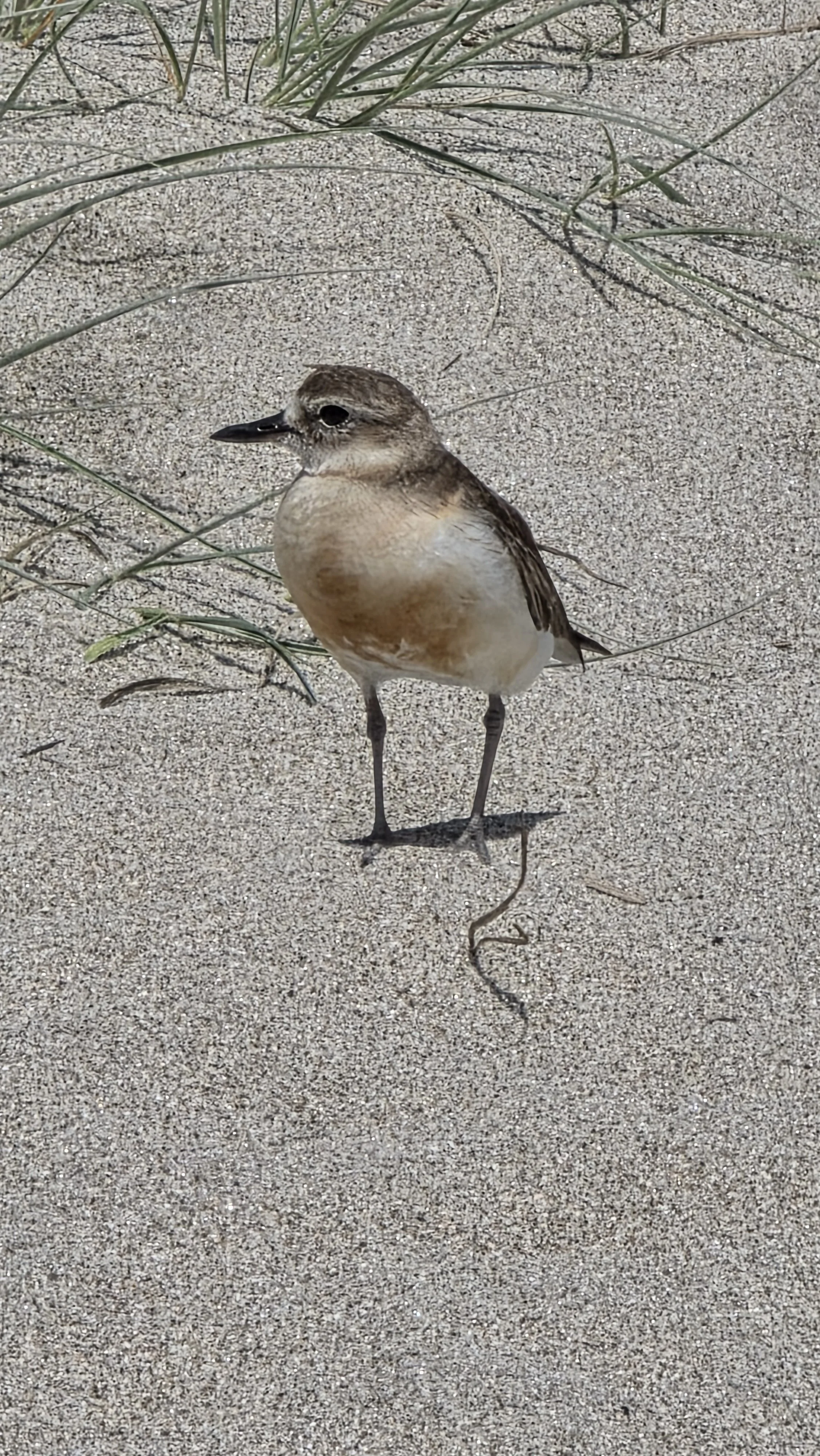 A small bird standing on sandy ground with sparse grass nearby.