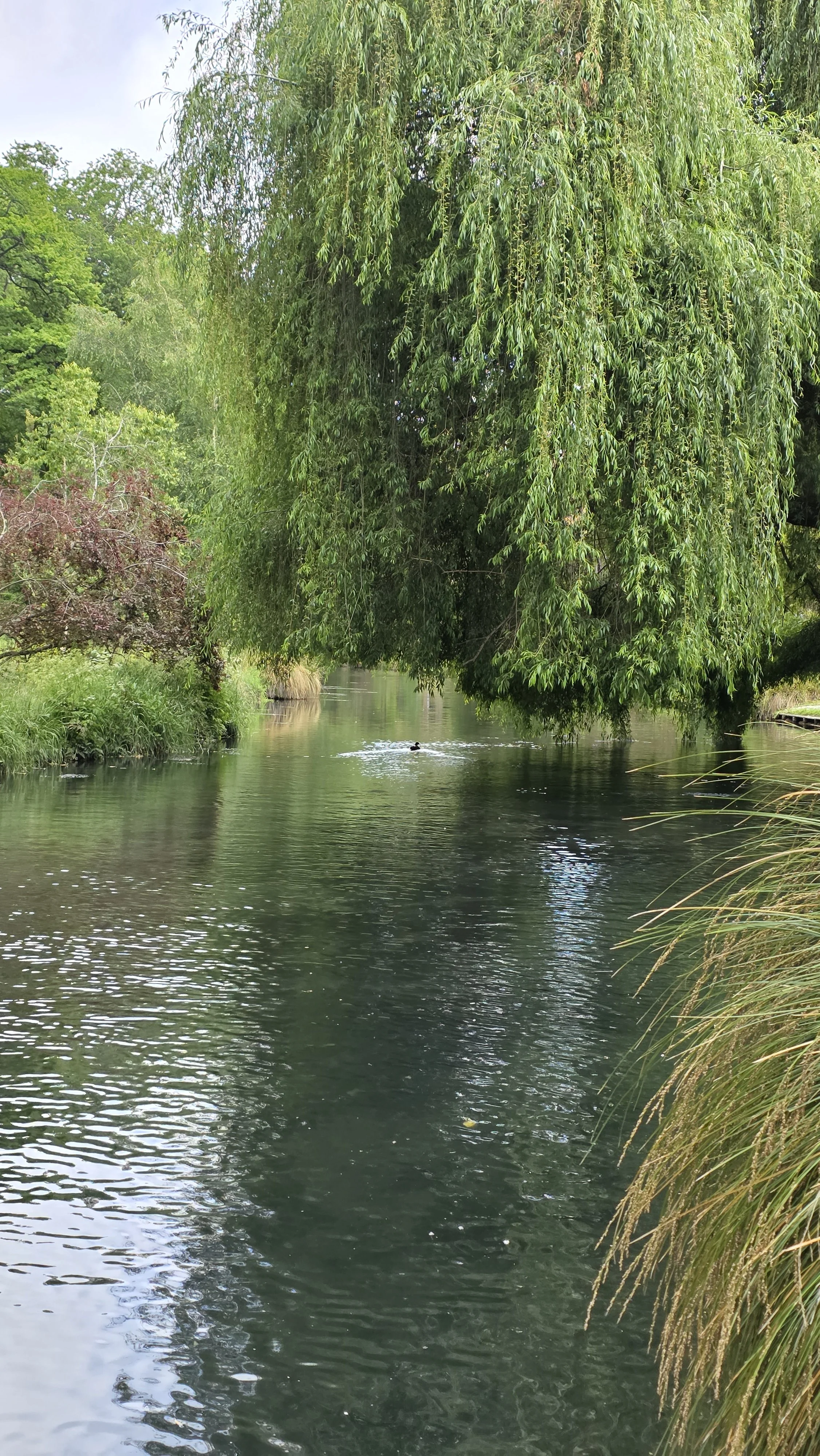 A peaceful river scene with calm water reflecting green trees and plants on both sides, with a large overhanging tree branch in the foreground and a duck swimming in the distance.