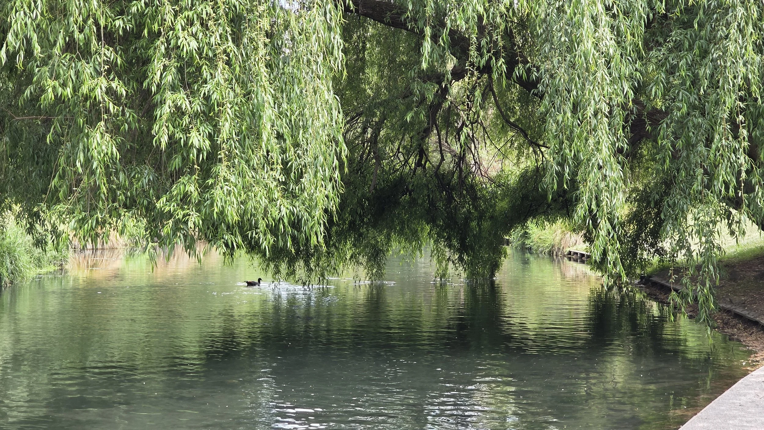A peaceful waterway shaded by overhanging green trees, with a duck swimming in the water and a small wooden dock visible on the right side.