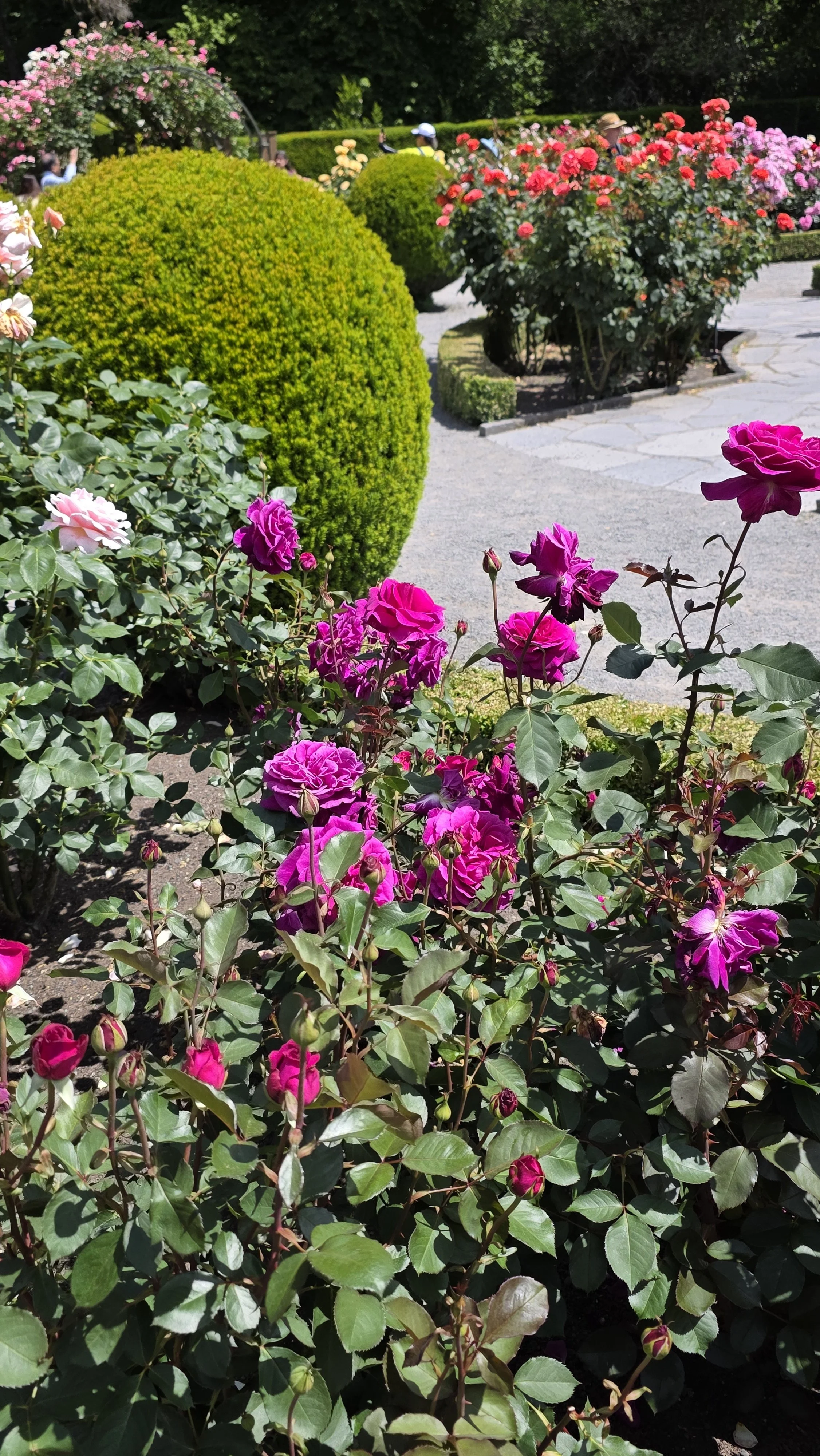 Colorful blooming roses and neatly trimmed bushes in a garden with a paved walkway and people in the background.